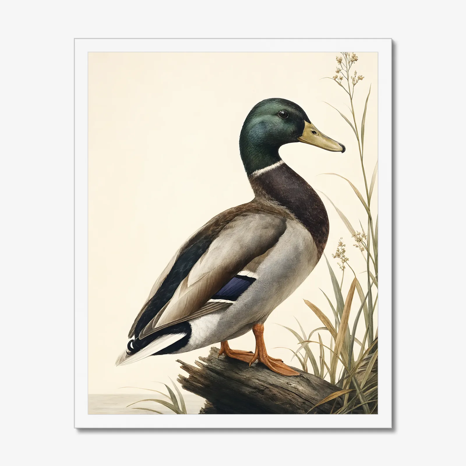 Mallard Print in a white frame