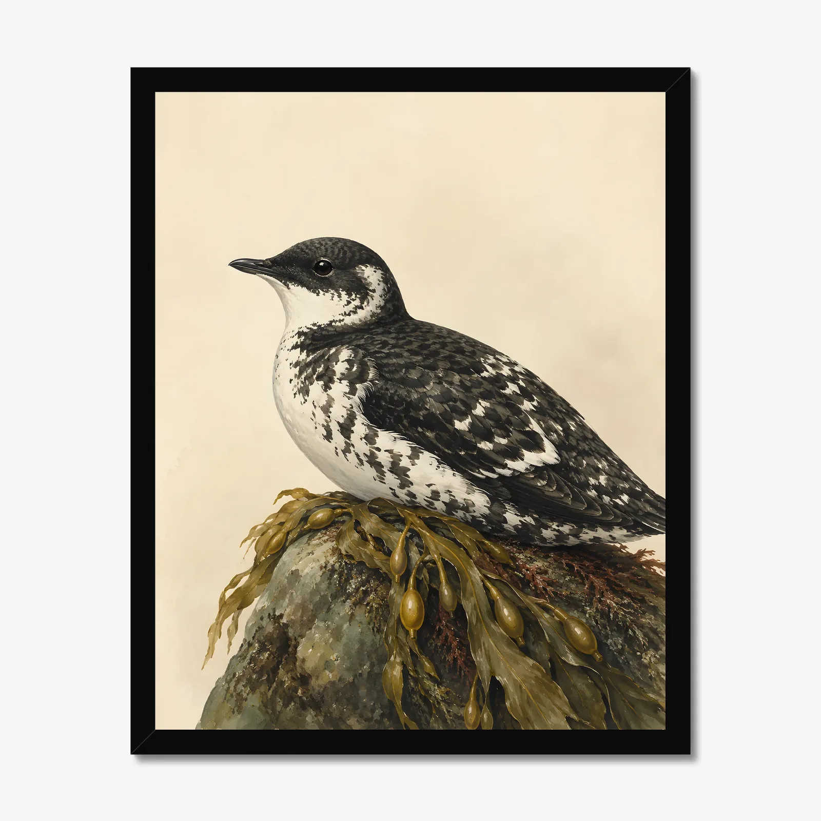 Marbled Murrelet Print in a black frame
