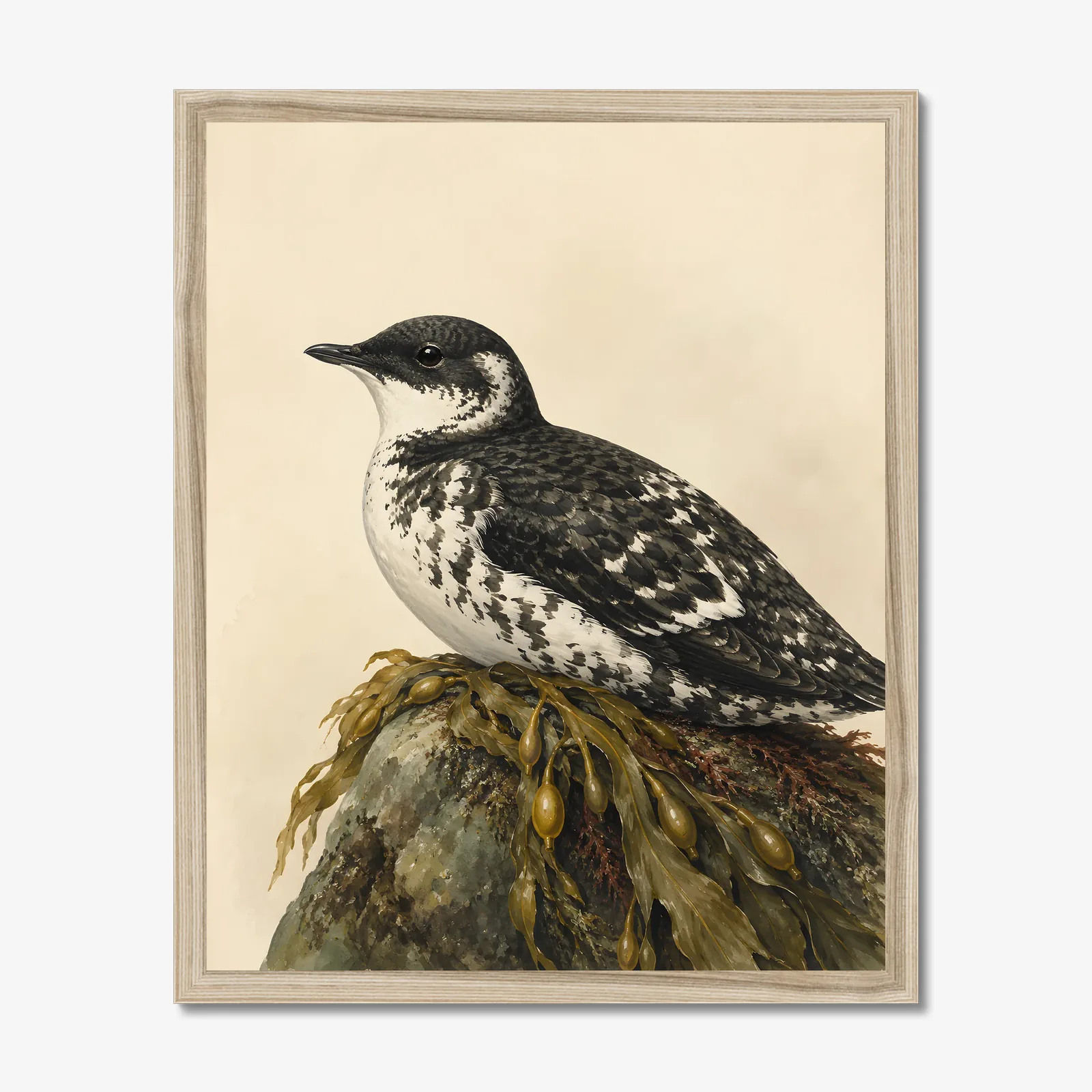 Marbled Murrelet Print in a natural frame