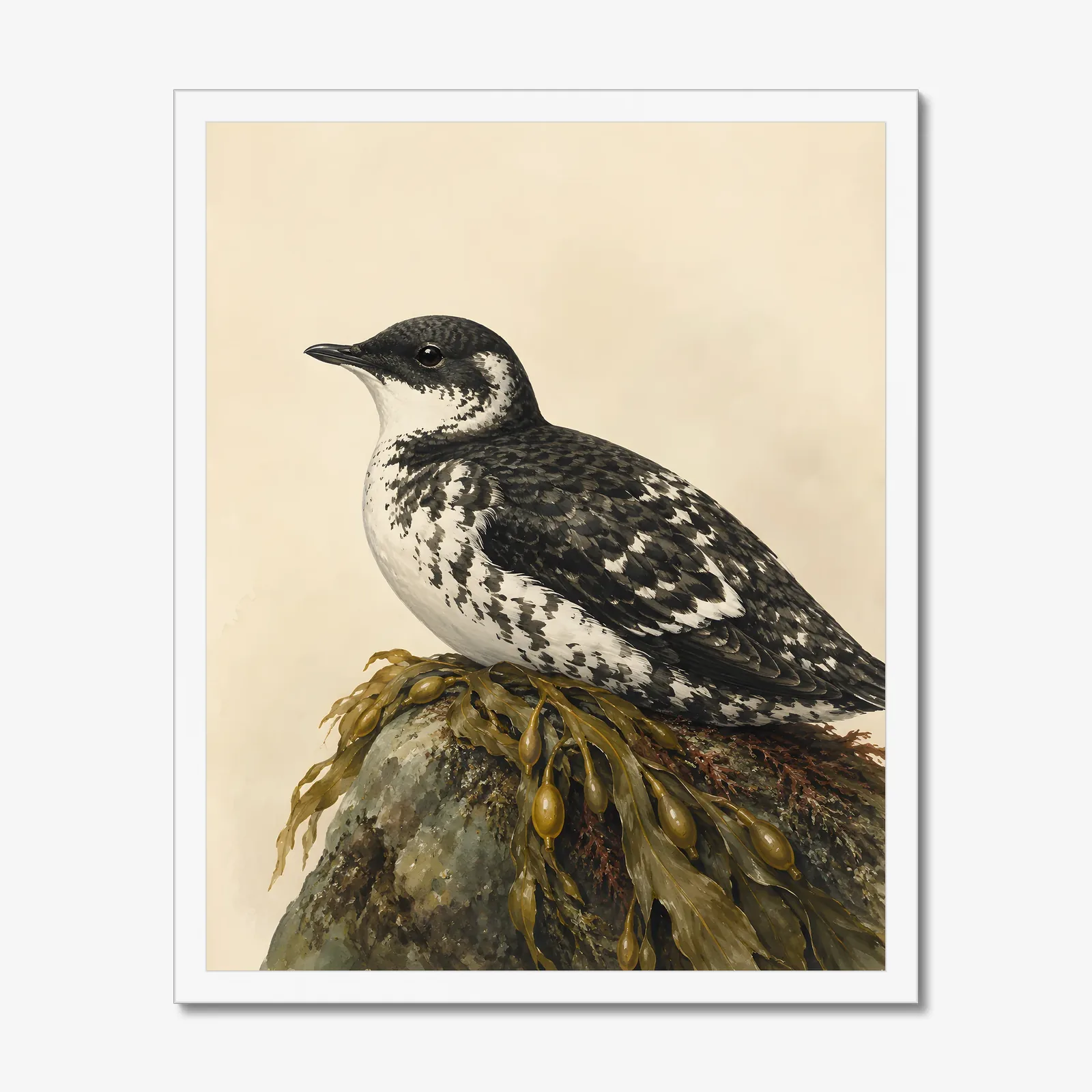 Marbled Murrelet Print in a white frame