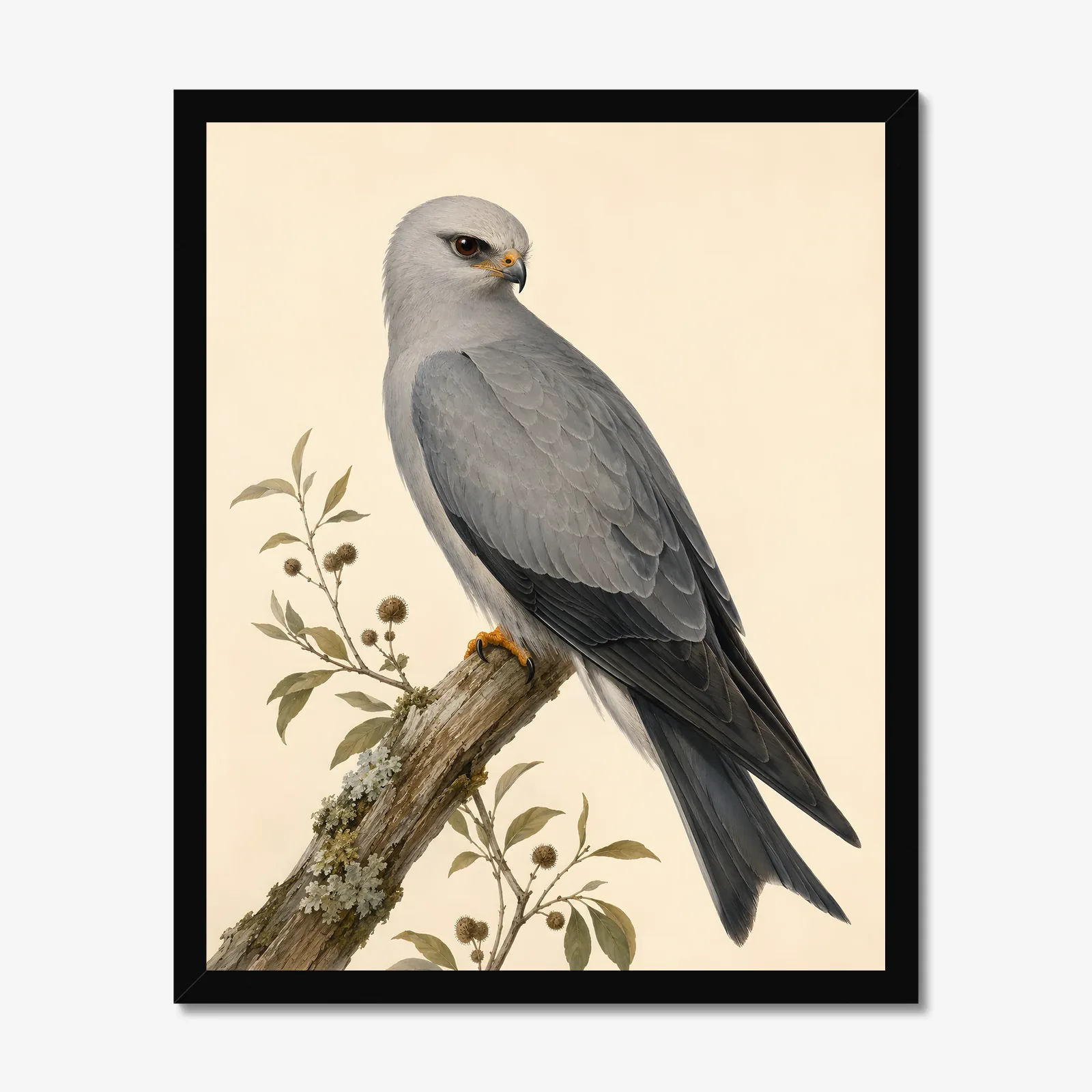 Mississippi Kite Print in a black frame