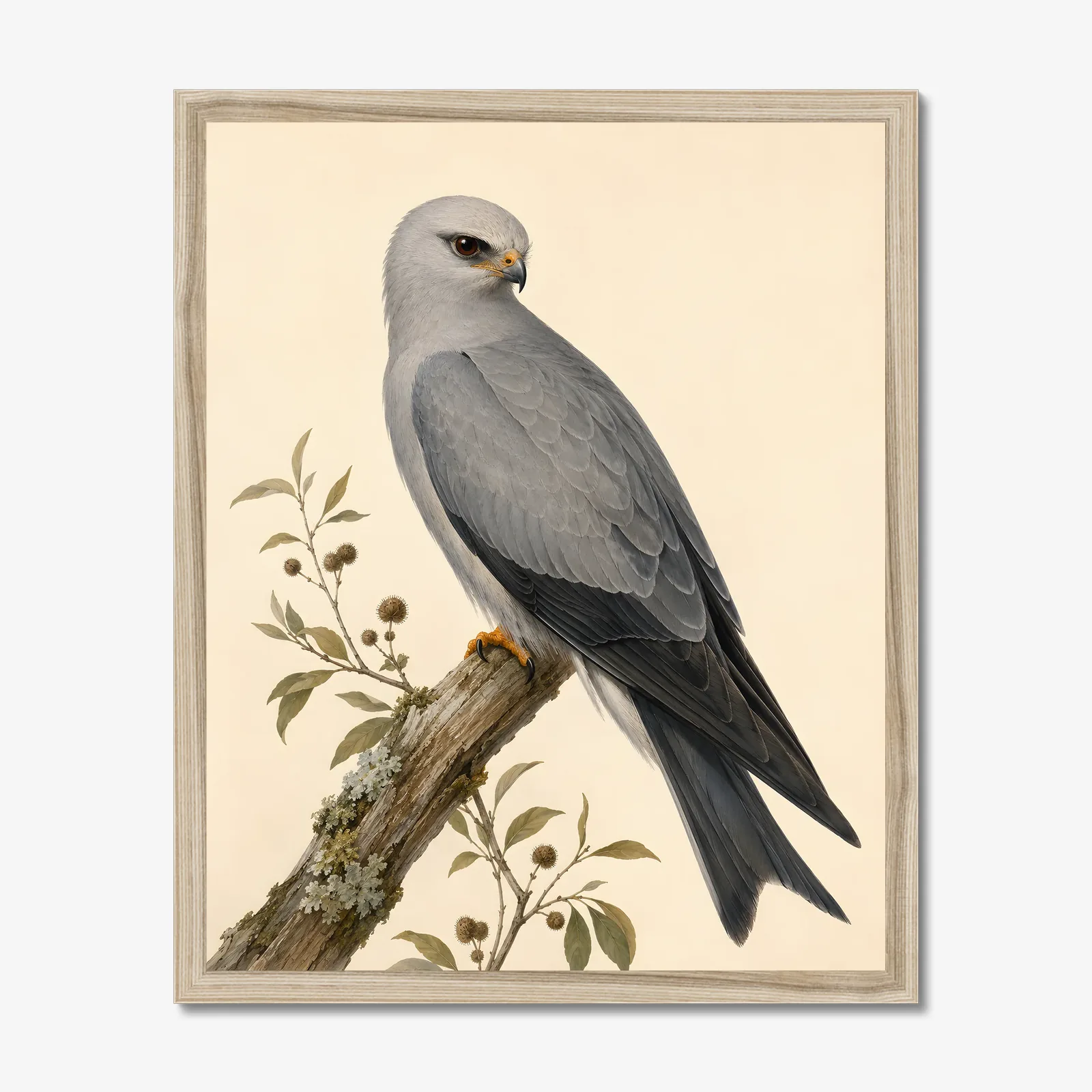 Mississippi Kite Print in a natural frame