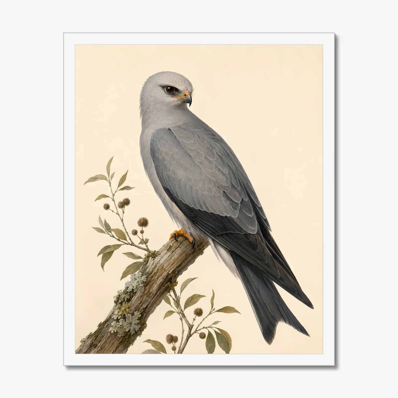 Mississippi Kite Print in a white frame