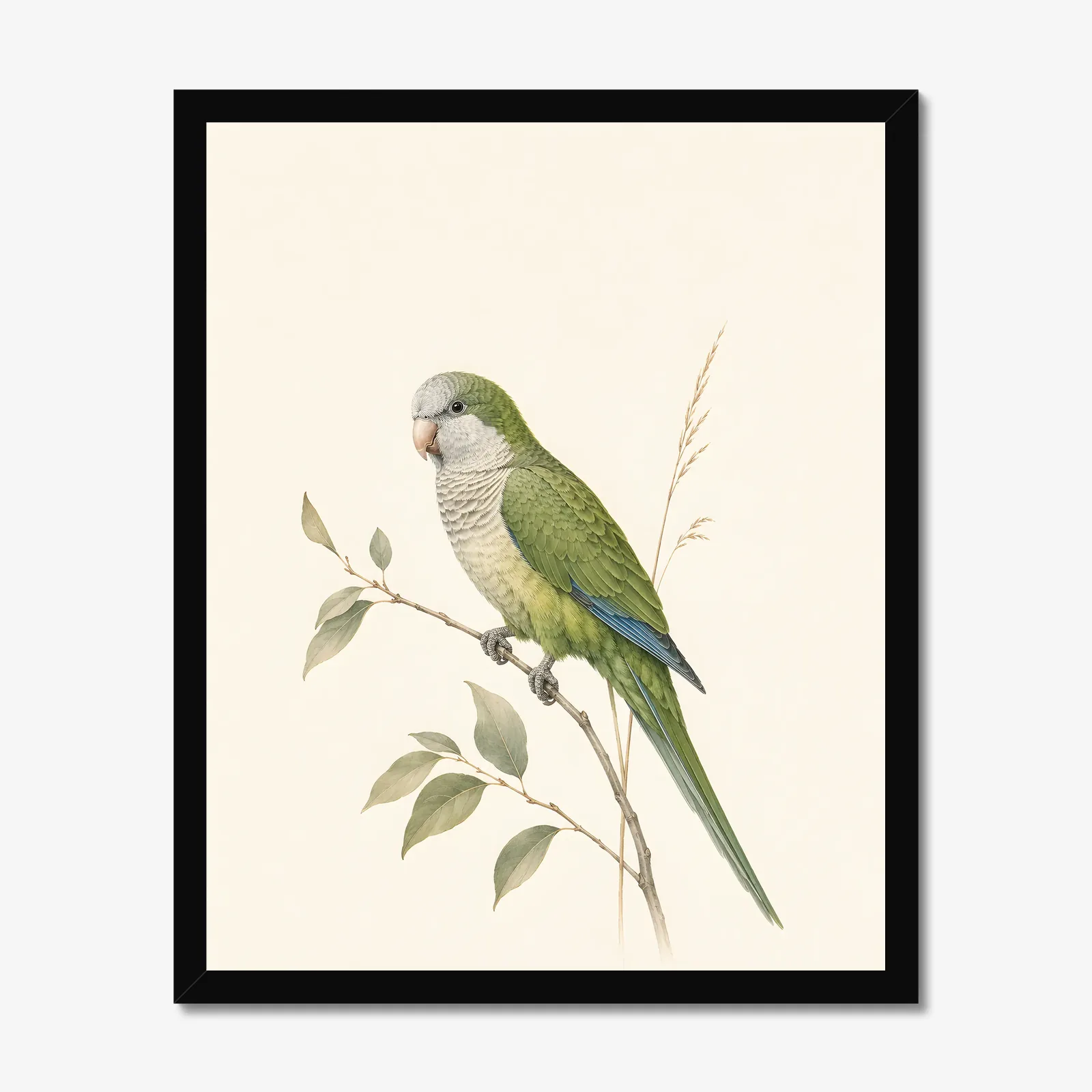 Monk Parakeet Print in a black frame