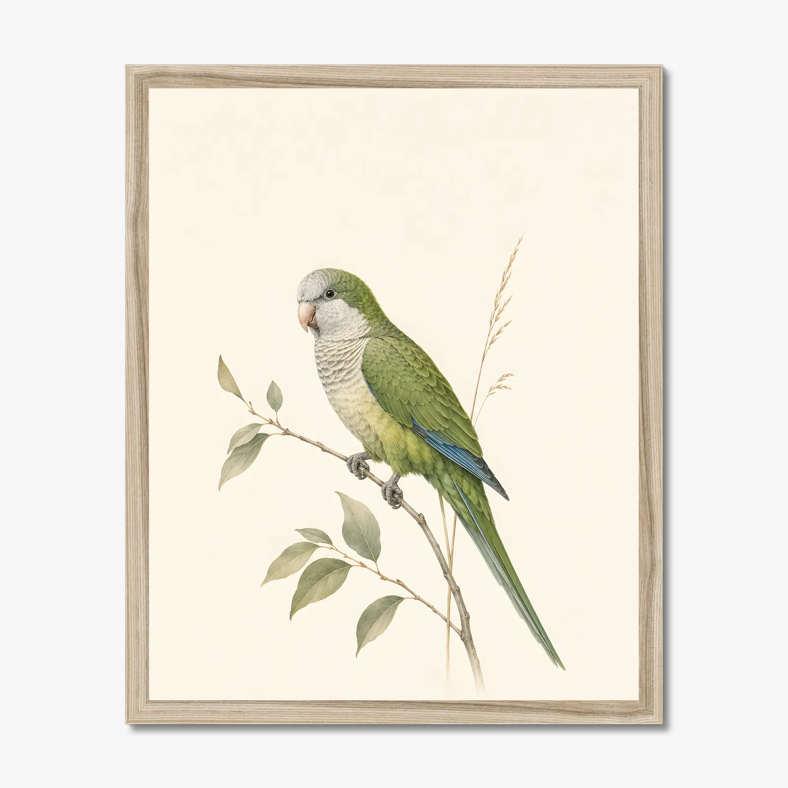 Monk Parakeet Print in a natural frame