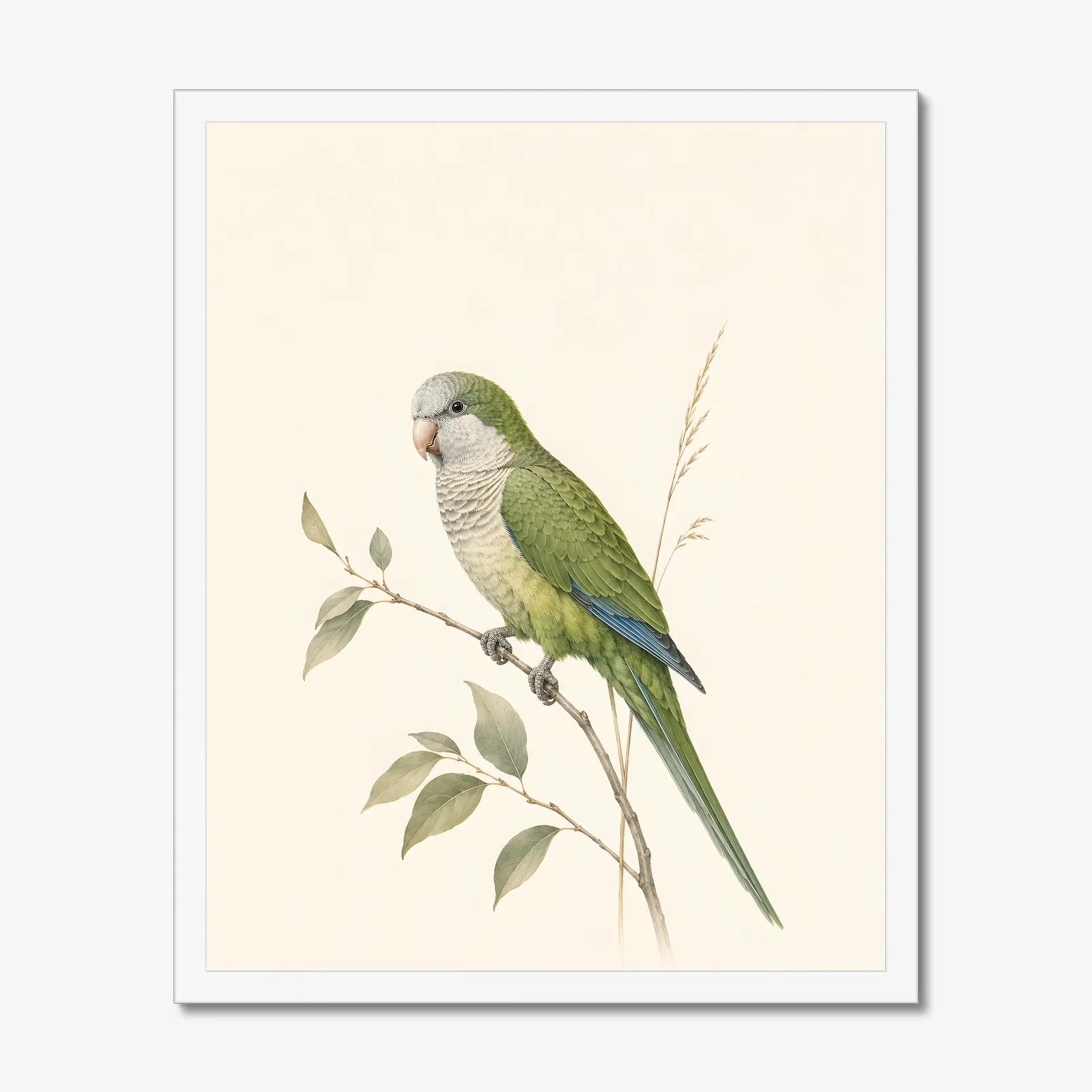 Monk Parakeet Print in a white frame