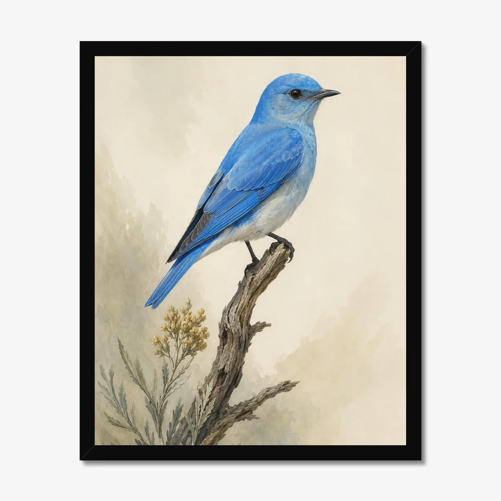 Mountain Bluebird Print in a black frame