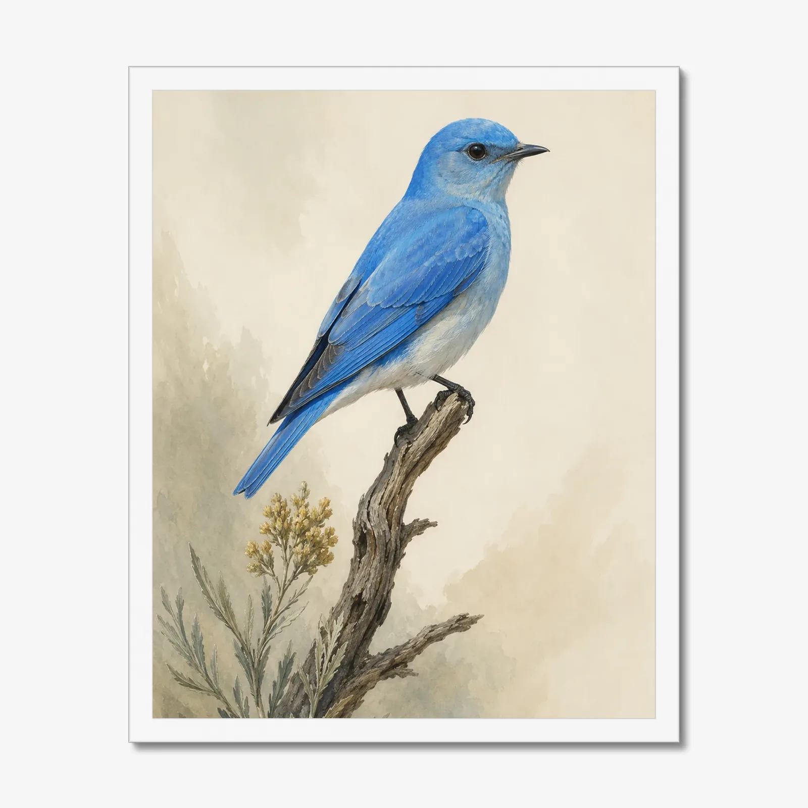 Mountain Bluebird Print in a white frame