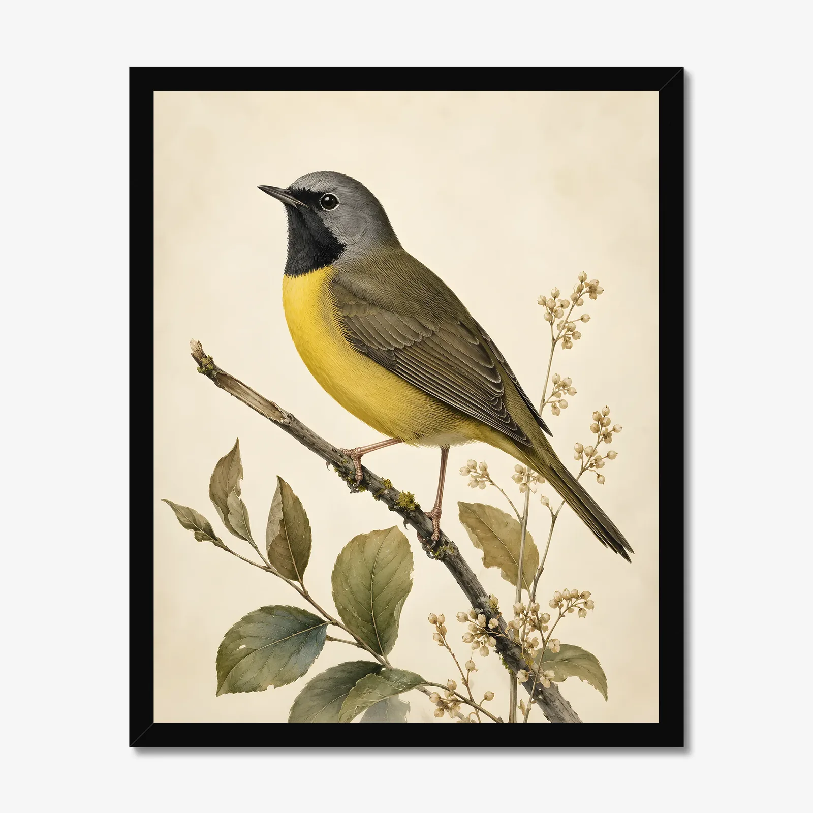Mourning Warbler Print in a black frame