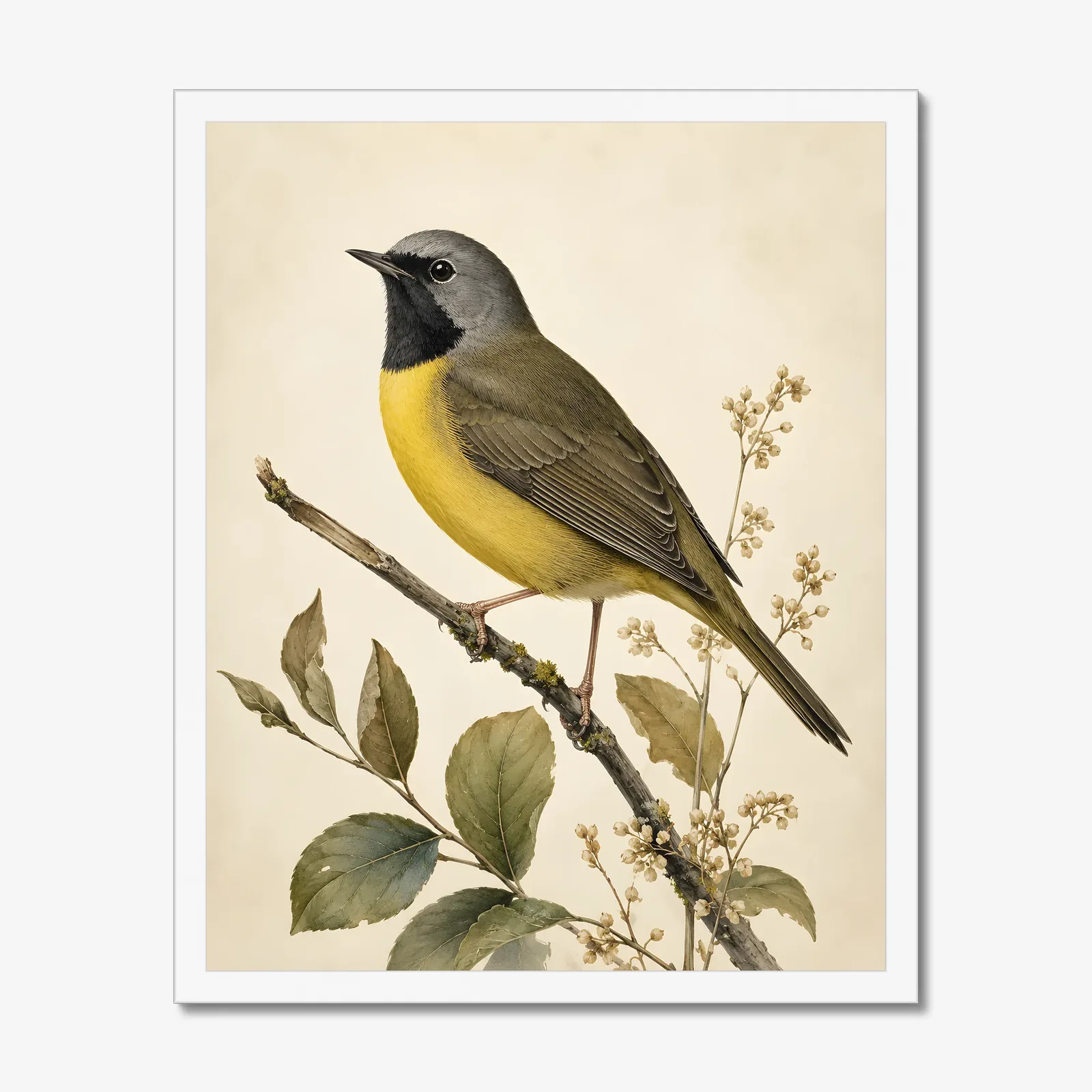 Mourning Warbler Print in a white frame