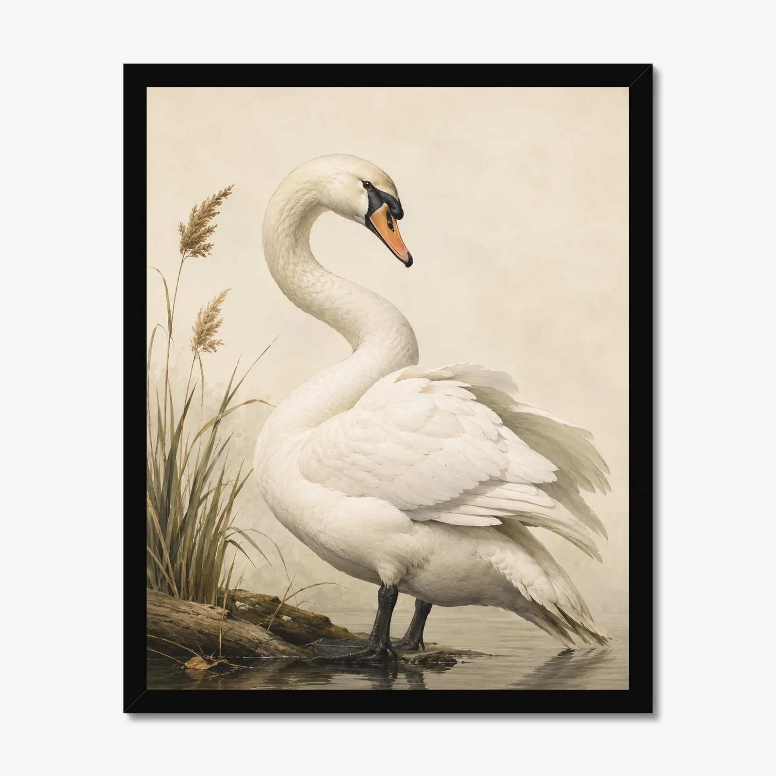 Mute Swan Print in a black frame