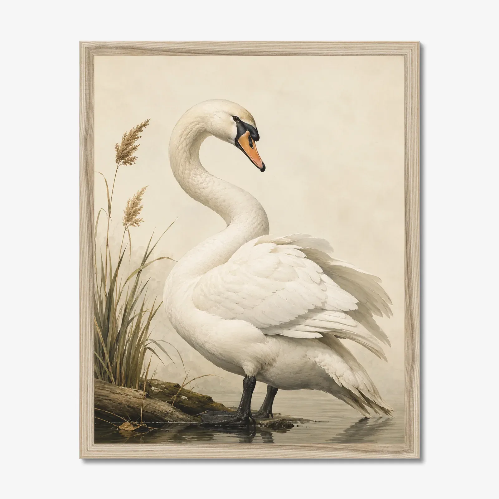 Mute Swan Print in a natural frame