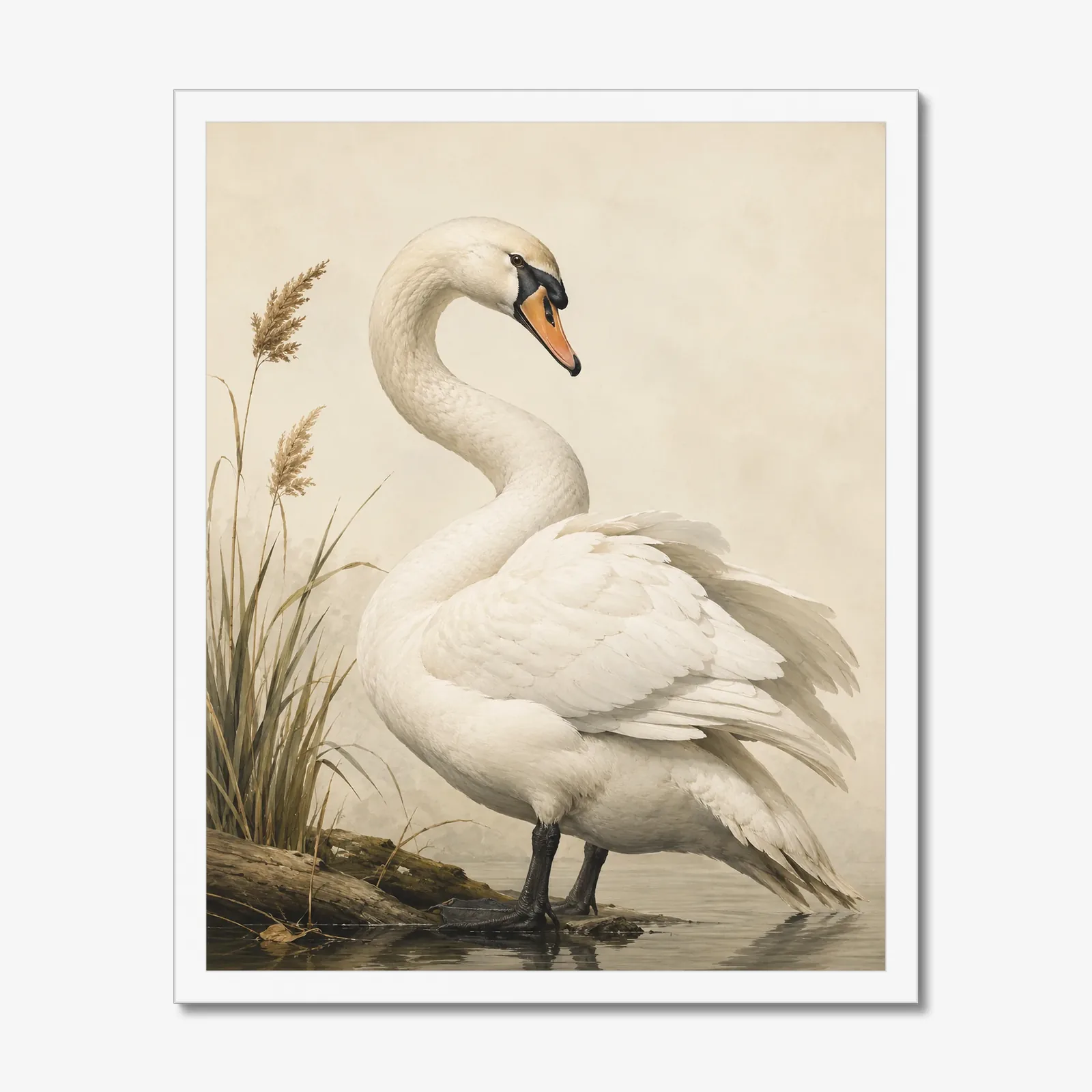 Mute Swan Print in a white frame
