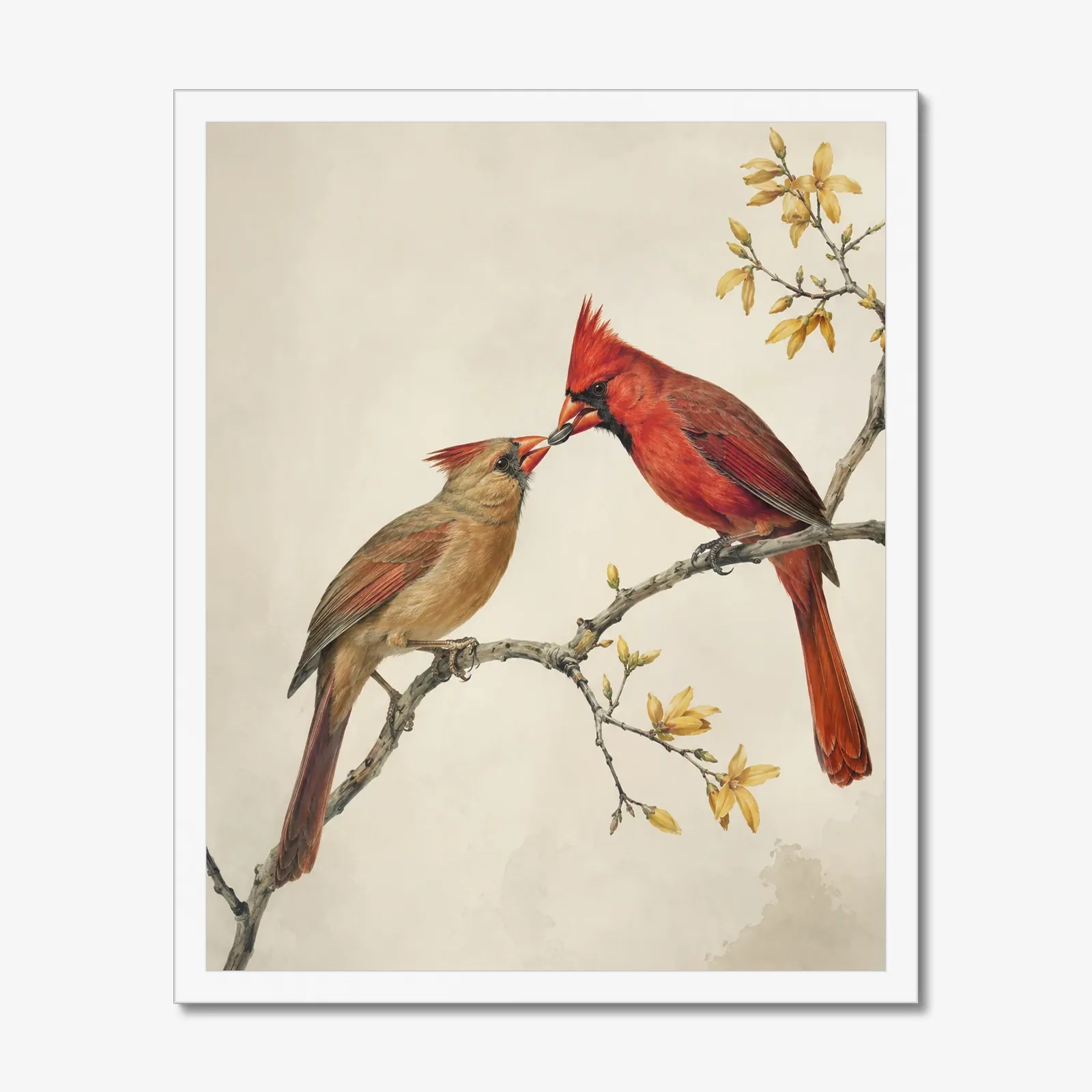 Northern Cardinal Print - Courtship Feeding in a white frame