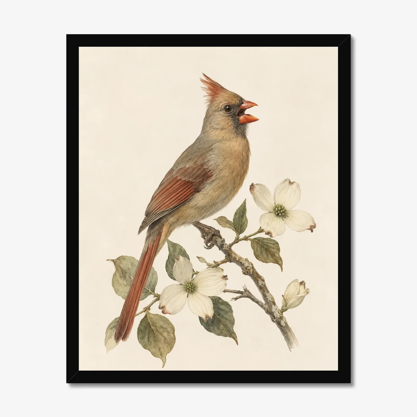 Northern Cardinal Print - Female Perched in a black frame