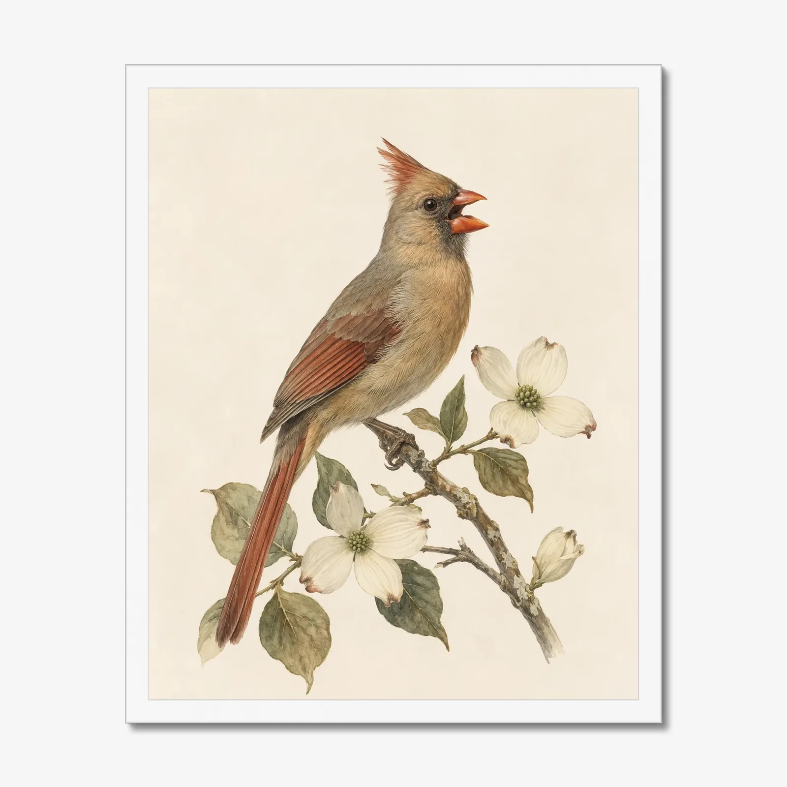Northern Cardinal Print - Female Perched in a white frame