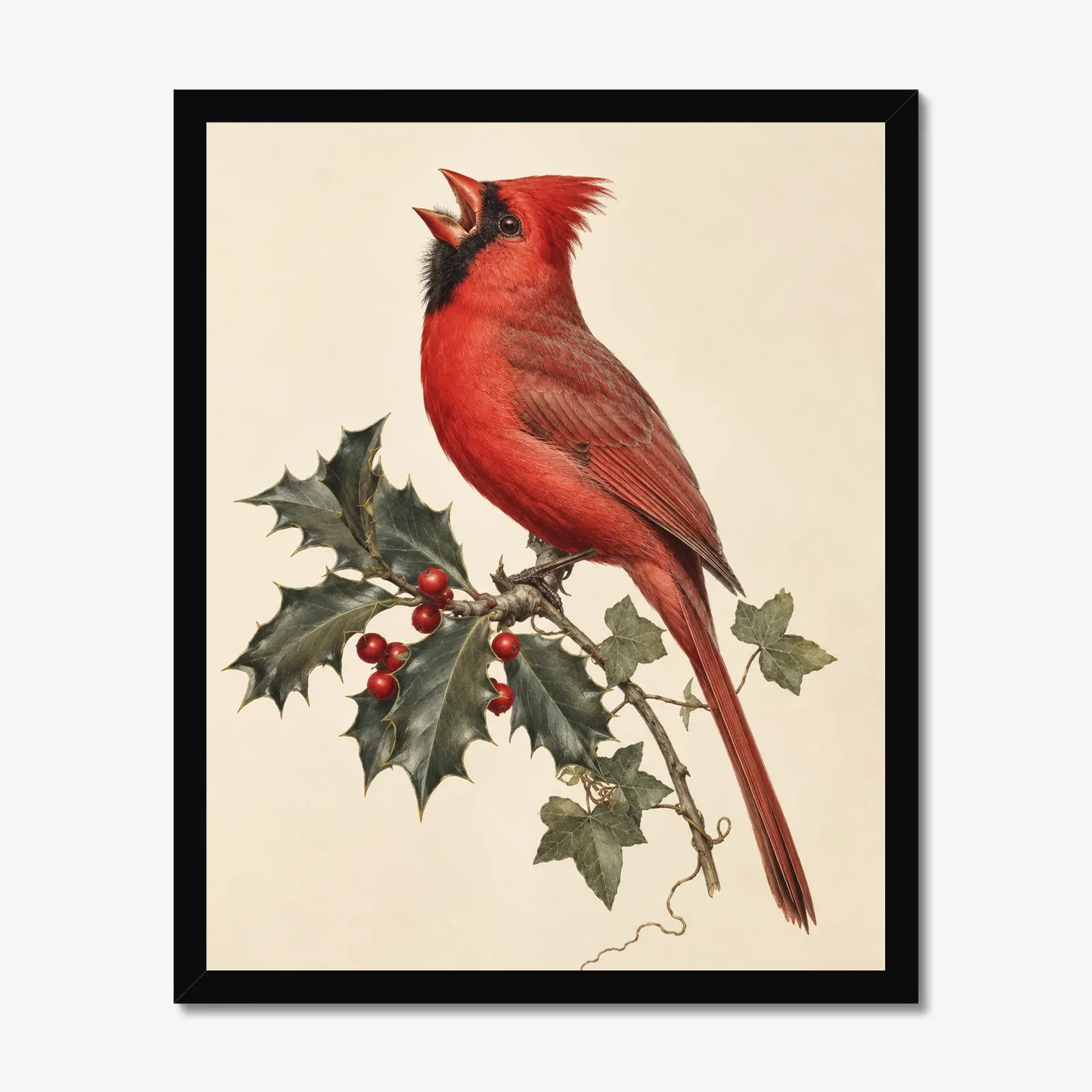 Northern Cardinal Print - Male on Christmas Holly in a black frame