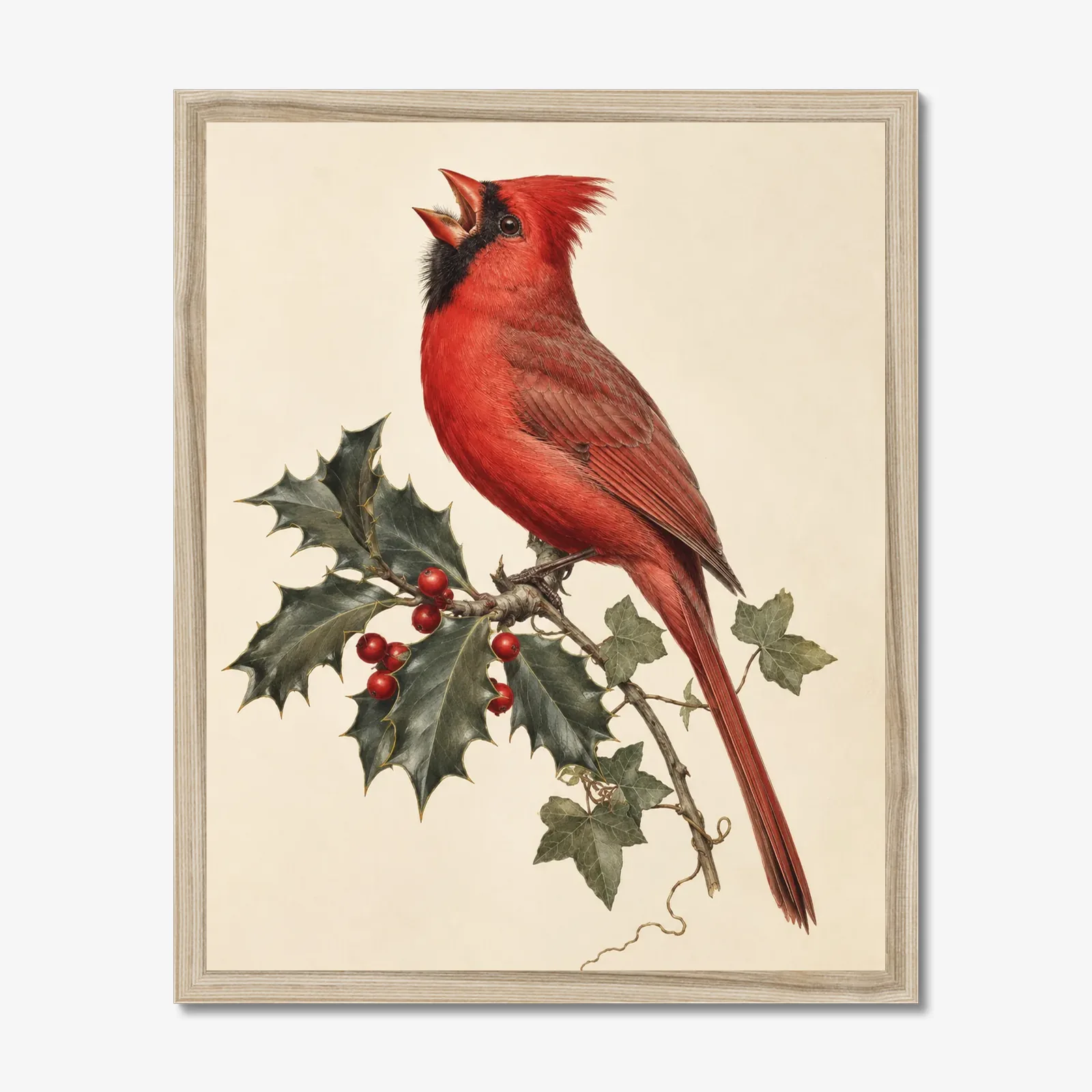 Northern Cardinal Print - Male on Christmas Holly shown as a fine-art print