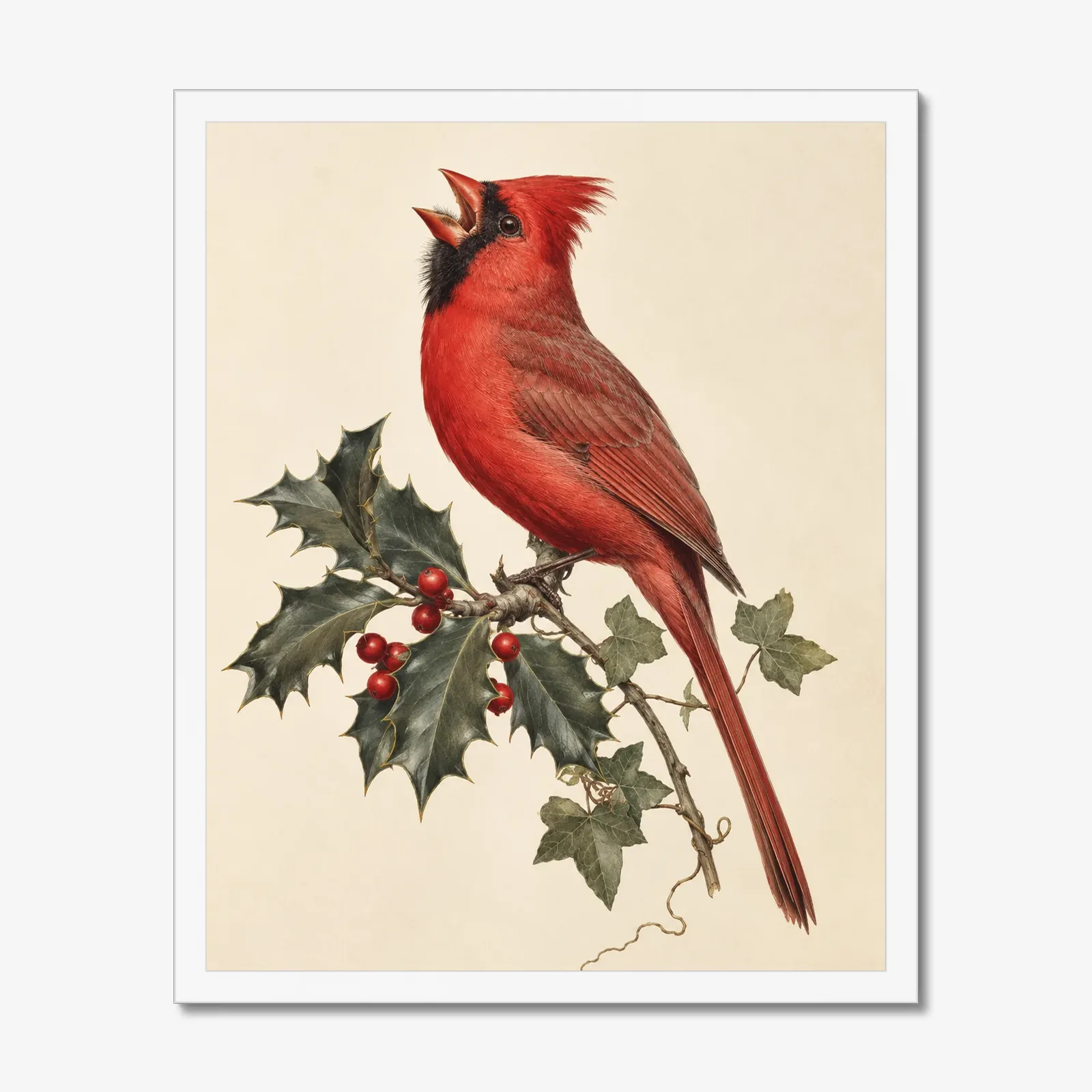 Northern Cardinal Print - Male on Christmas Holly in a white frame