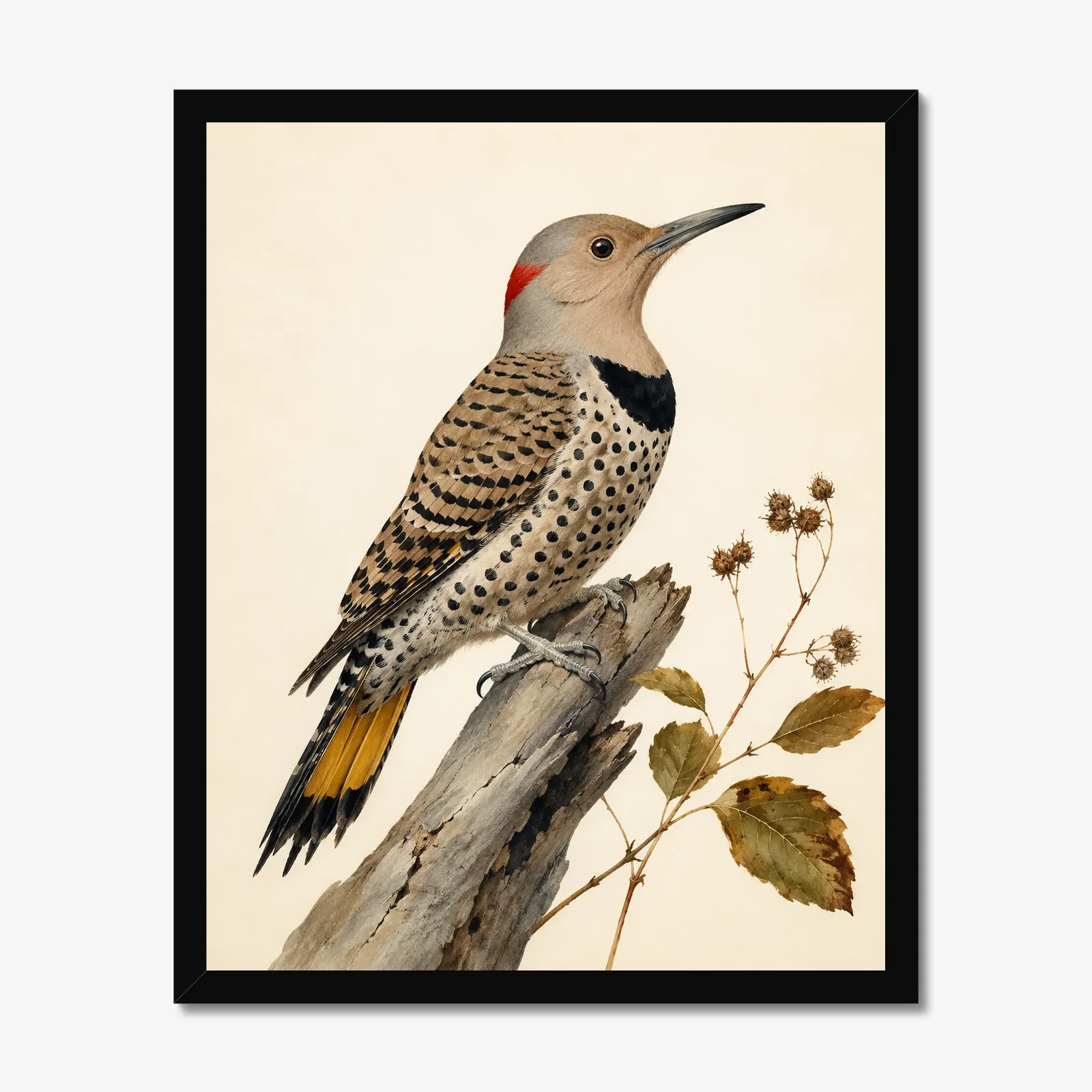 Northern Flicker Print in a black frame