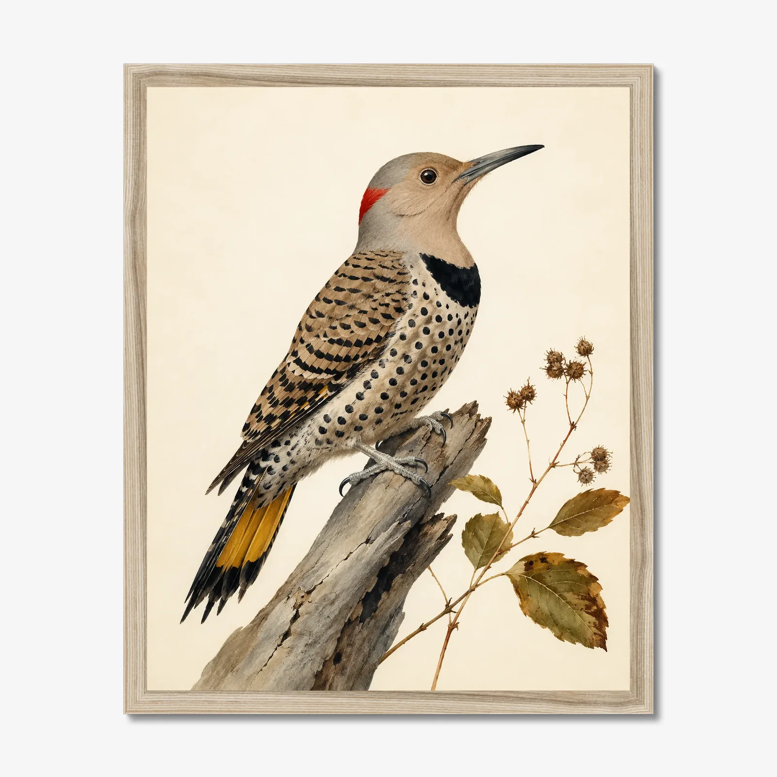 Northern Flicker Print in a natural frame