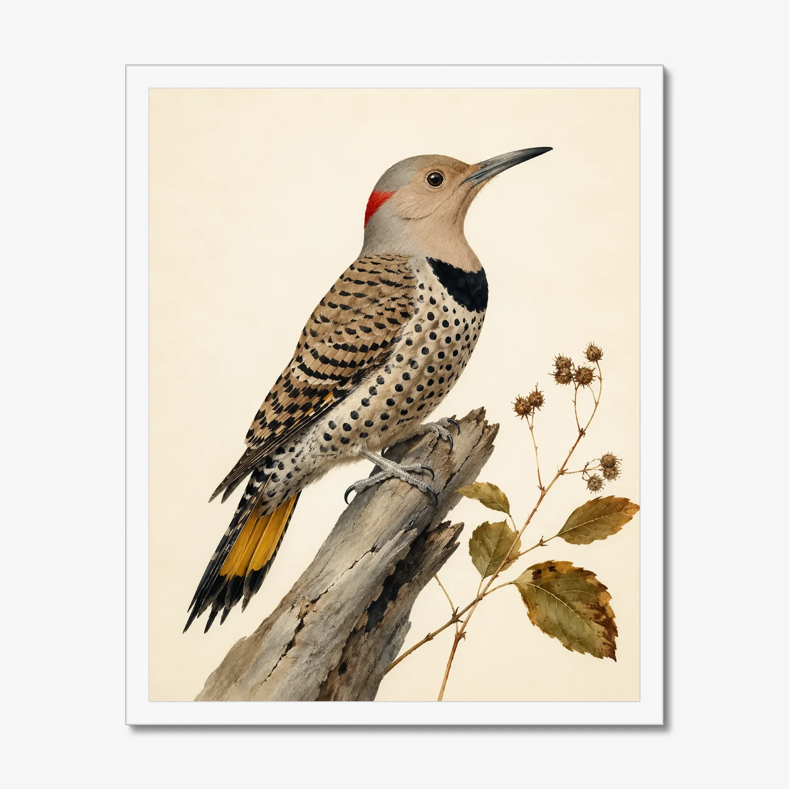 Northern Flicker Print in a white frame