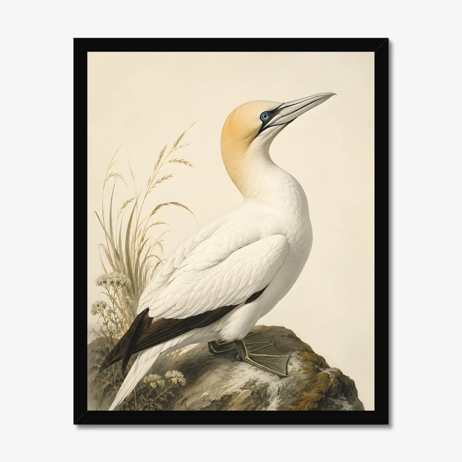 Northern Gannet Print in a black frame