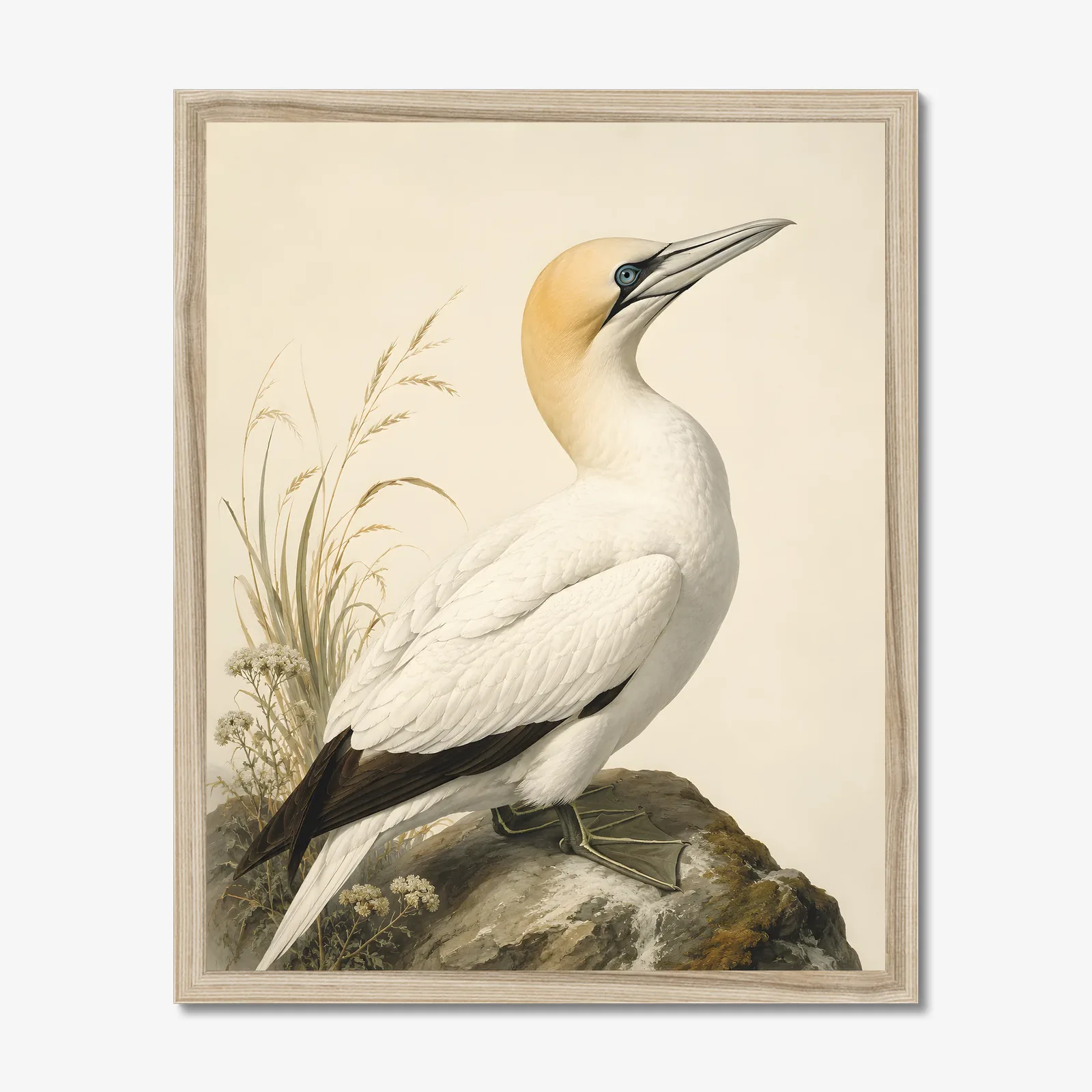 Northern Gannet Print in a natural frame