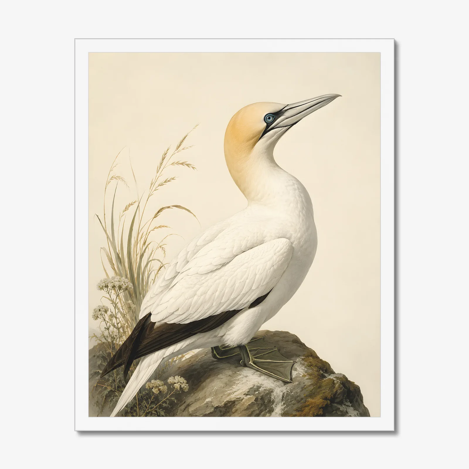 Northern Gannet Print in a white frame