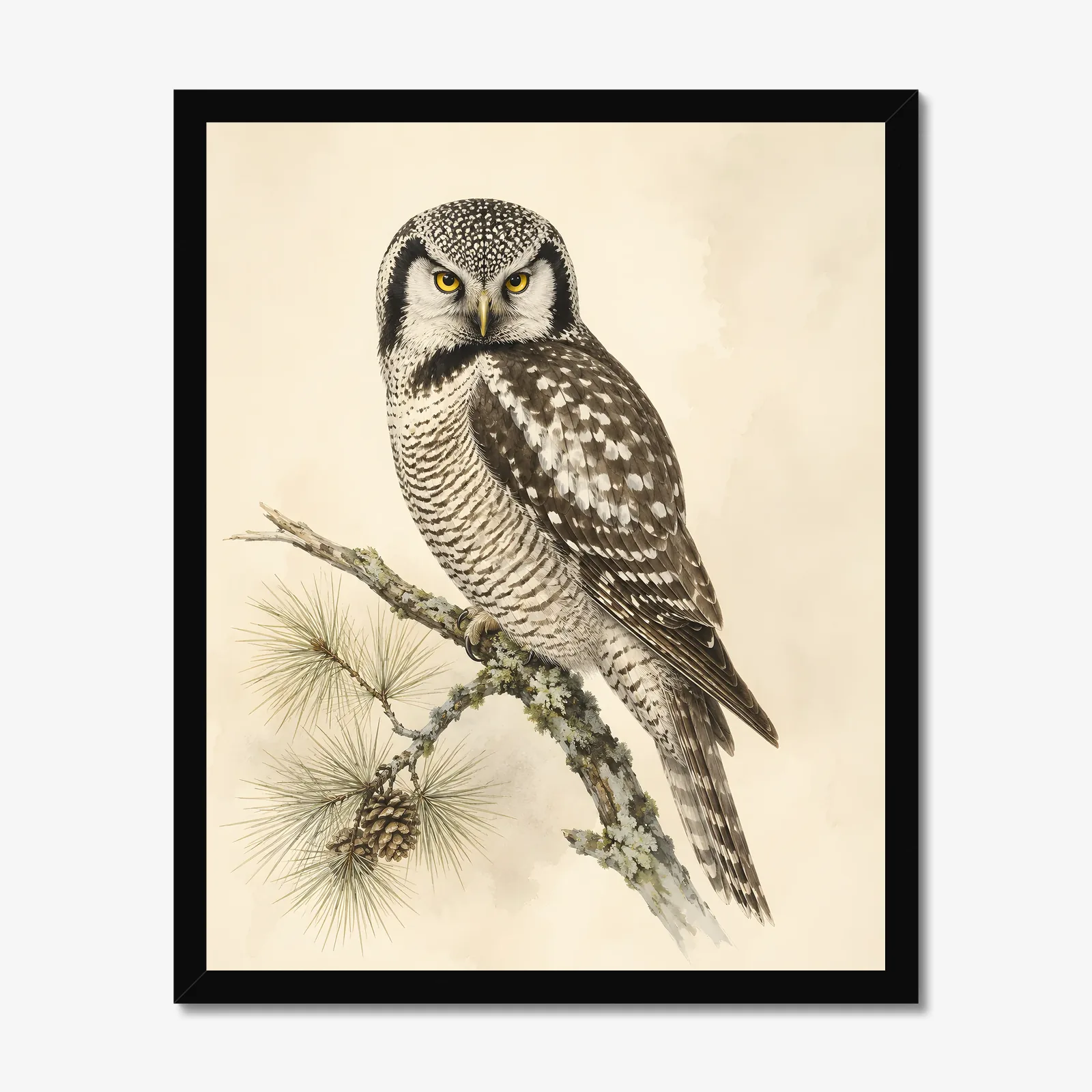 Northern Hawk Owl Print in a black frame