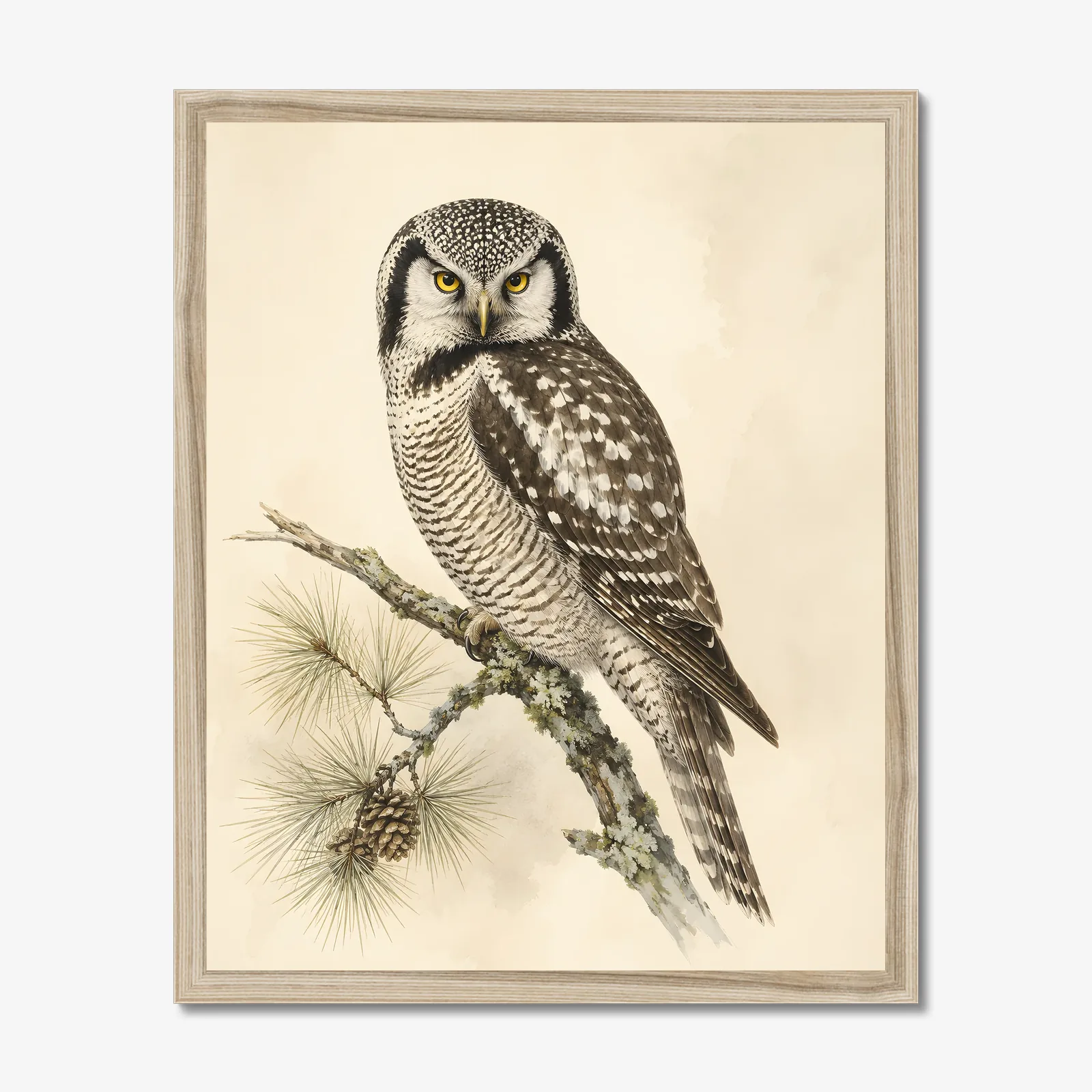 Northern Hawk Owl Print in a natural frame