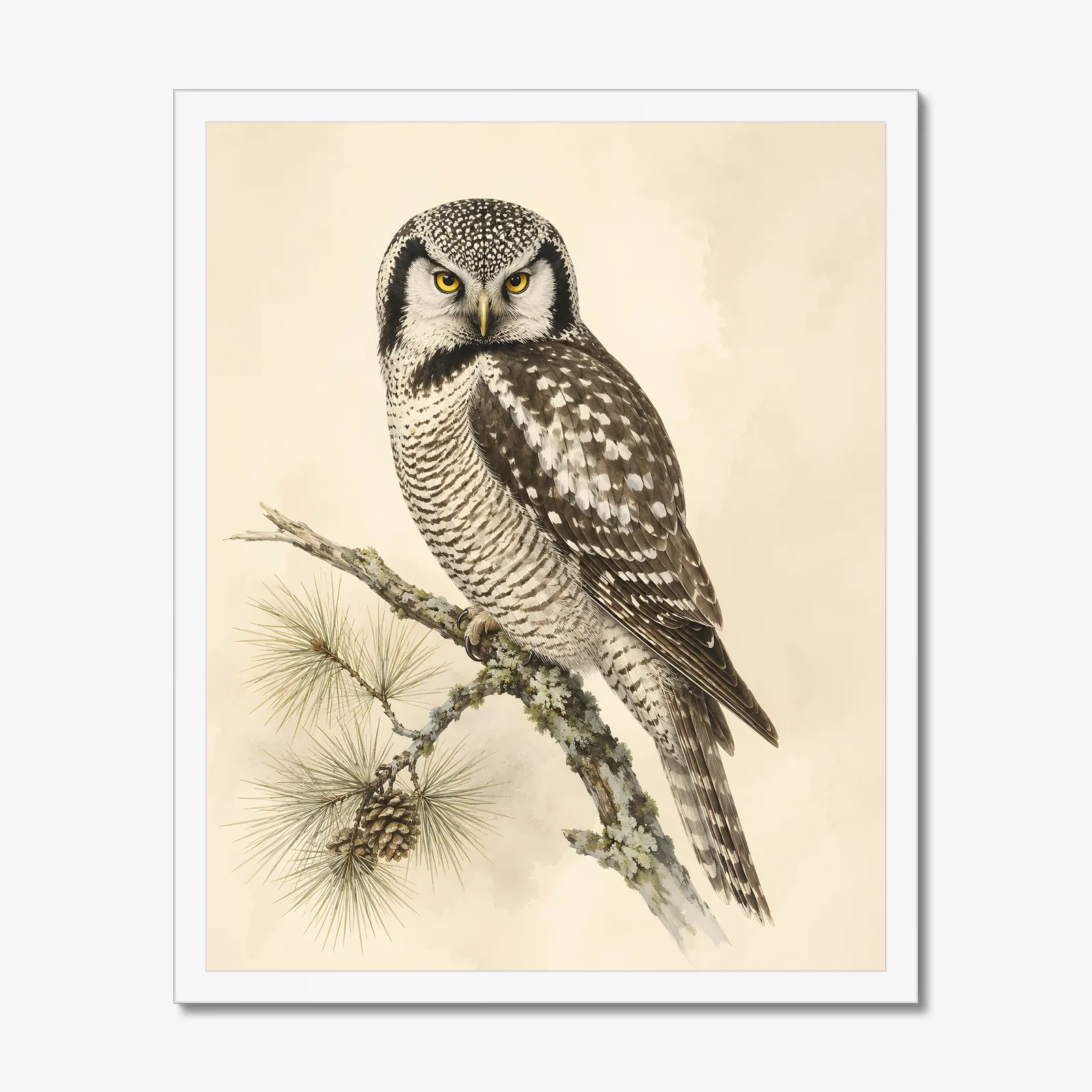 Northern Hawk Owl Print in a white frame