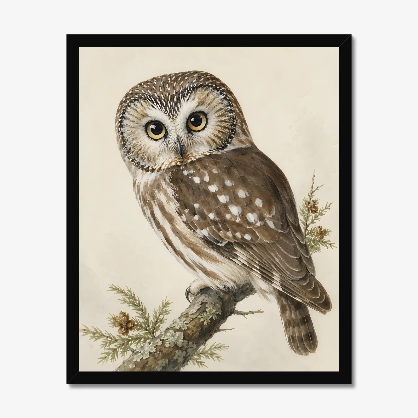 Northern Saw-whet Owl Print in a black frame