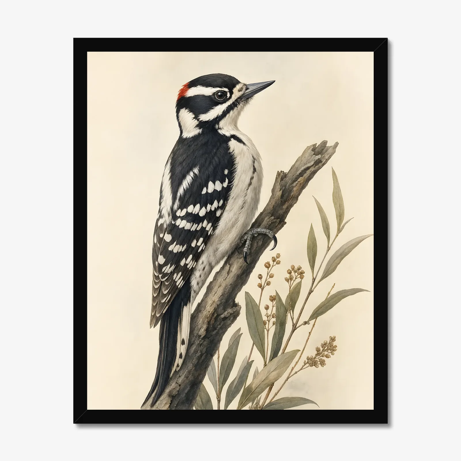 Nuttall's Woodpecker Print in a black frame