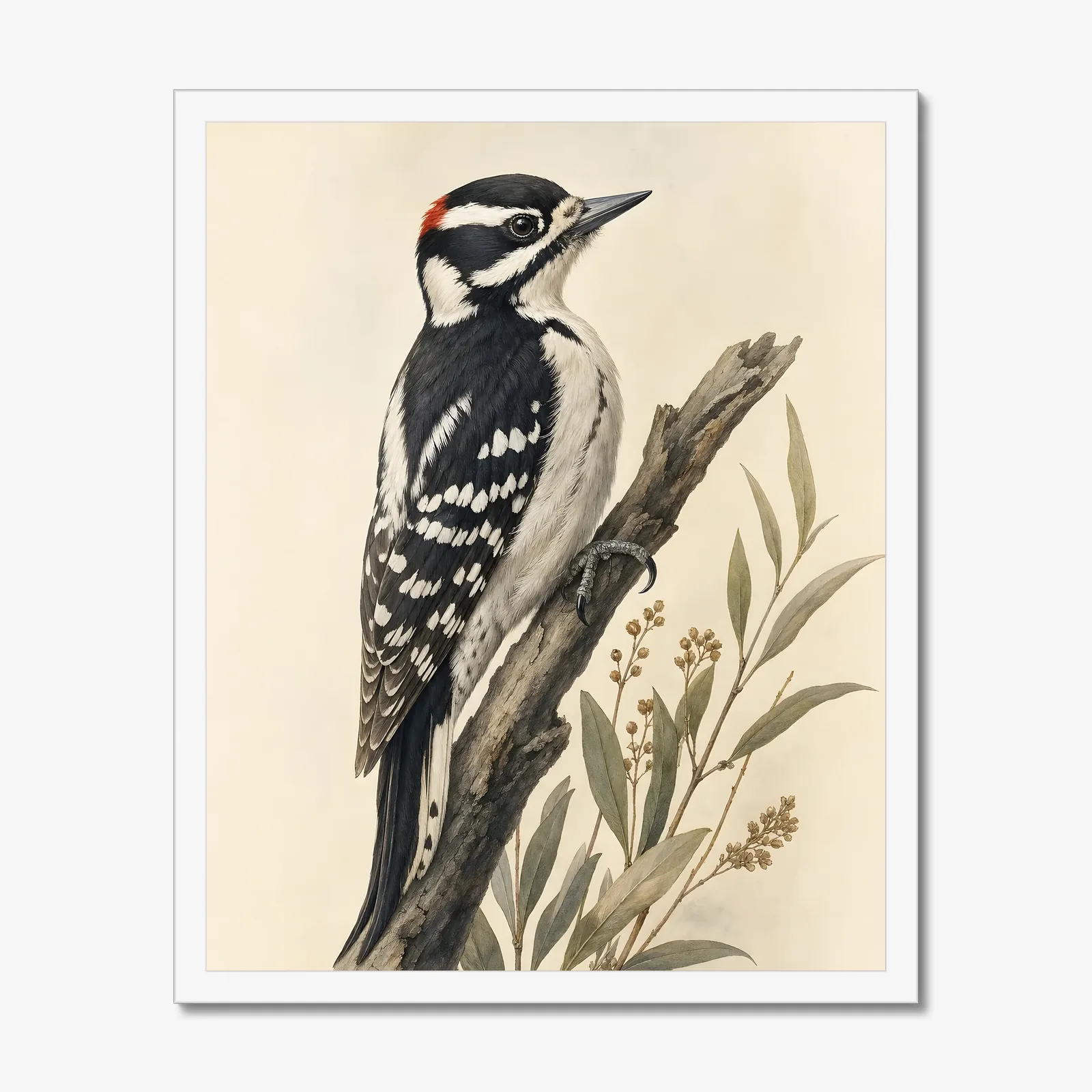 Nuttall's Woodpecker Print in a white frame