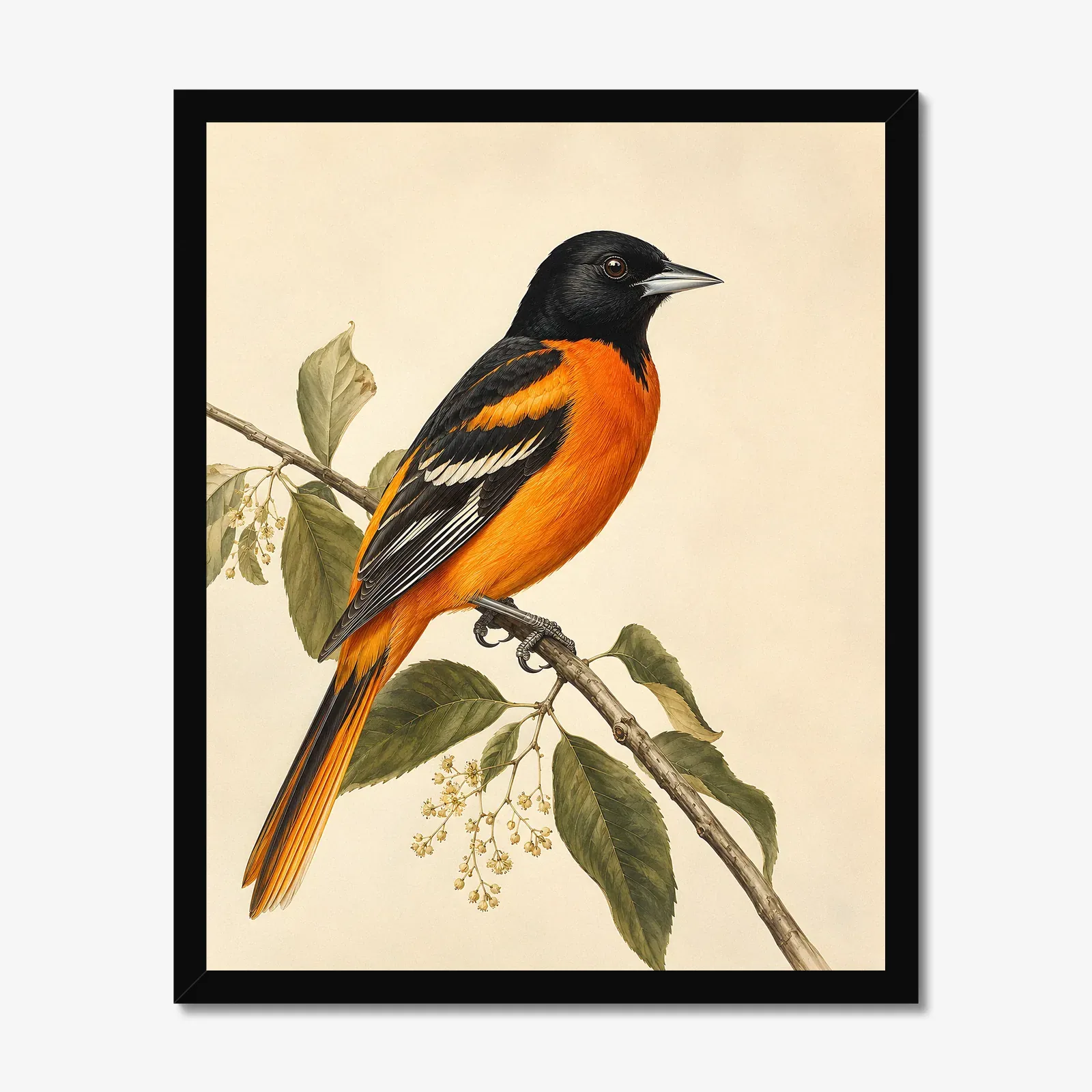 Orchard Oriole Print in a black frame