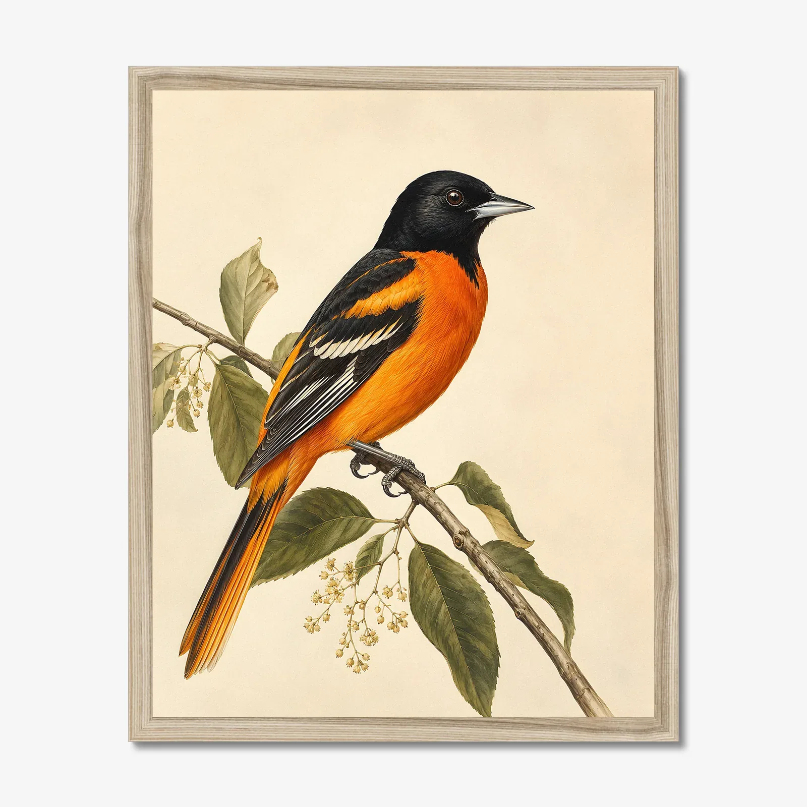Orchard Oriole Print in a natural frame