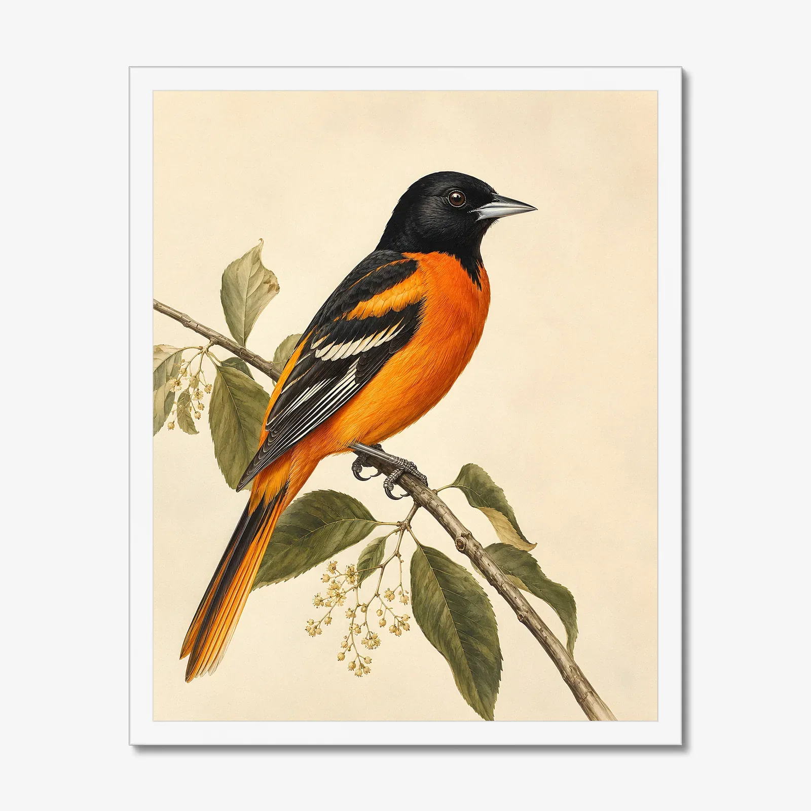 Orchard Oriole Print in a white frame