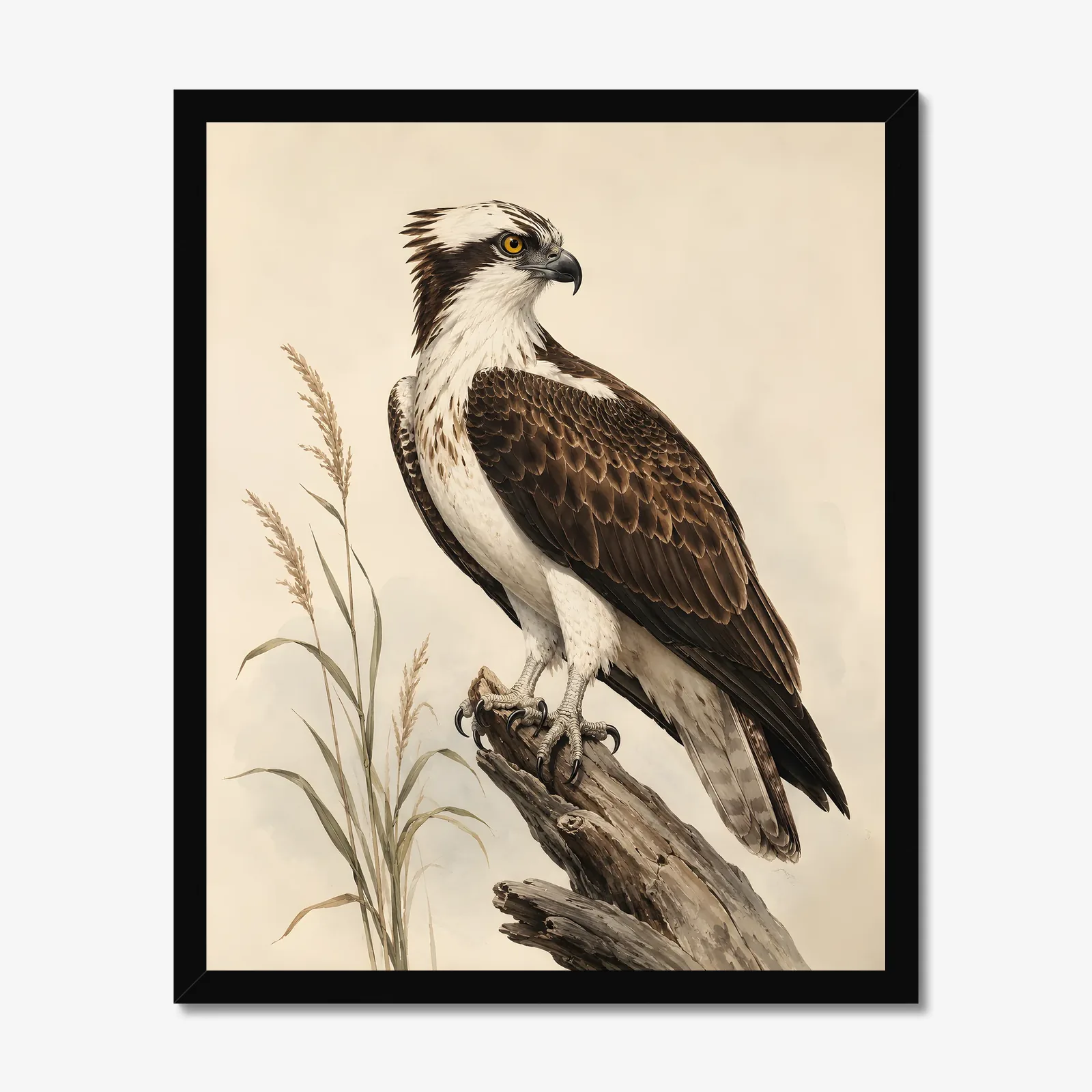 Osprey Print in a black frame