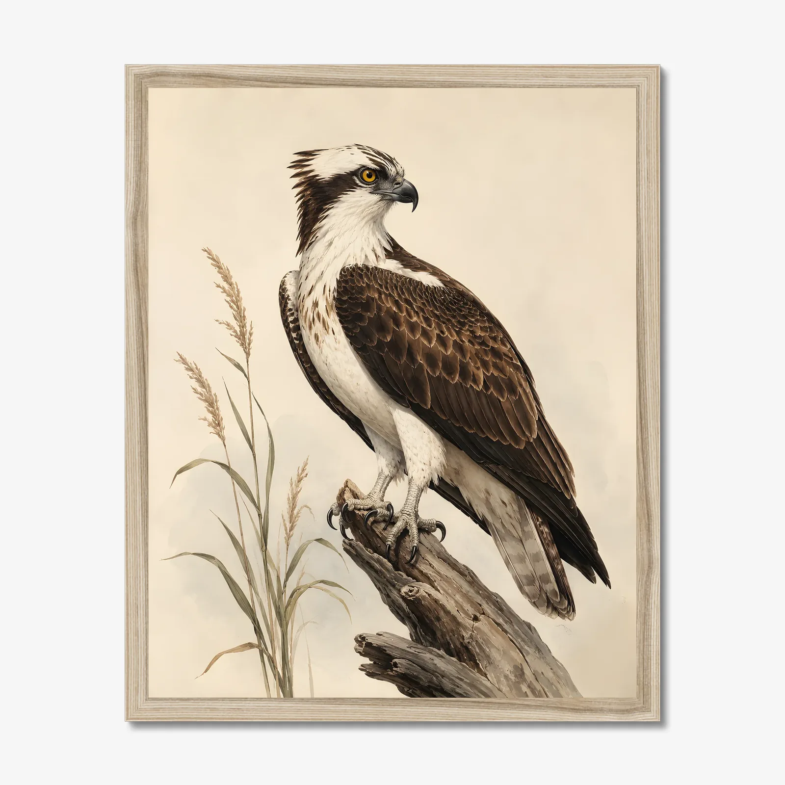 Osprey Print shown as a fine-art print