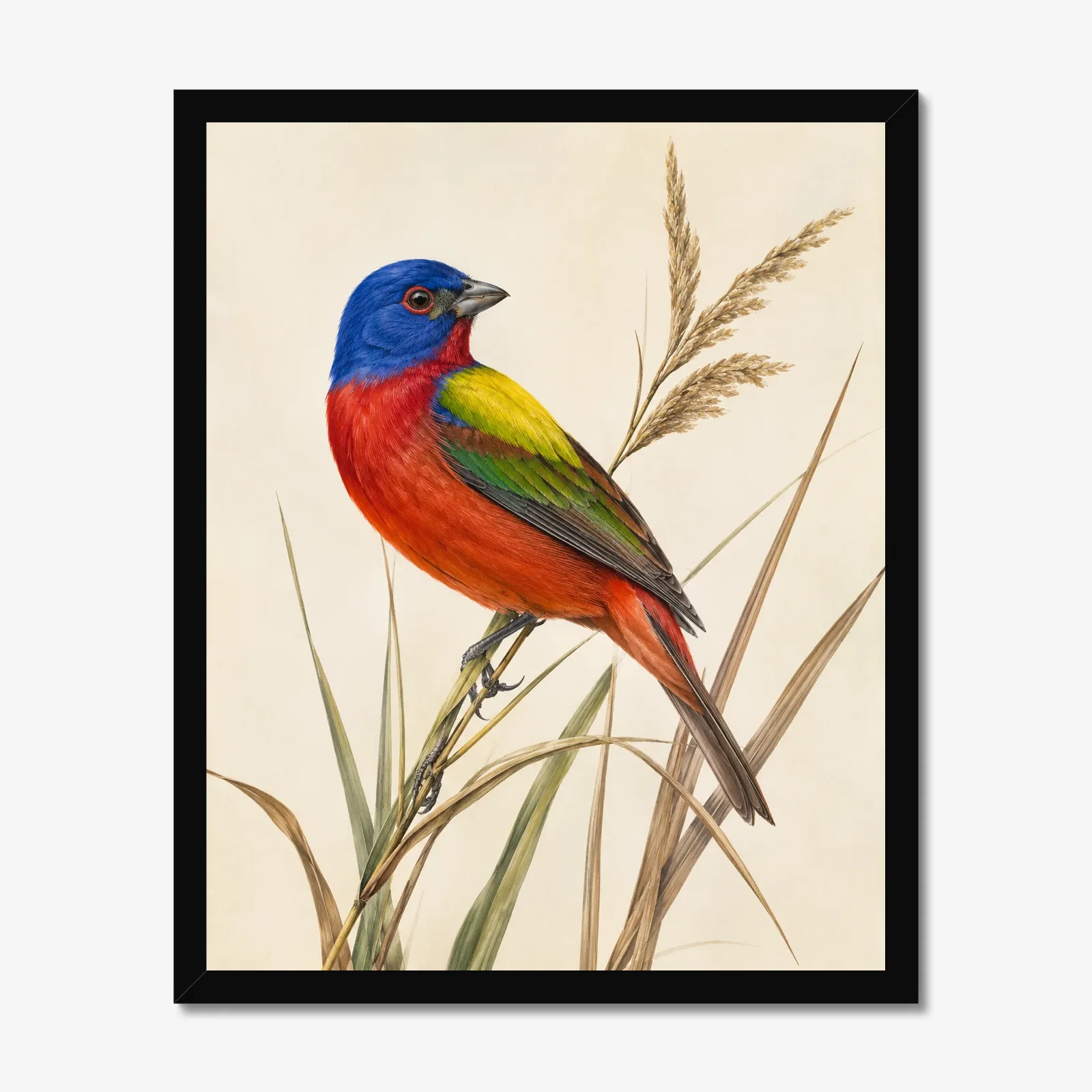 Painted Bunting Print - Colorful Audubon-Inspired Bird Wall Art in a black frame
