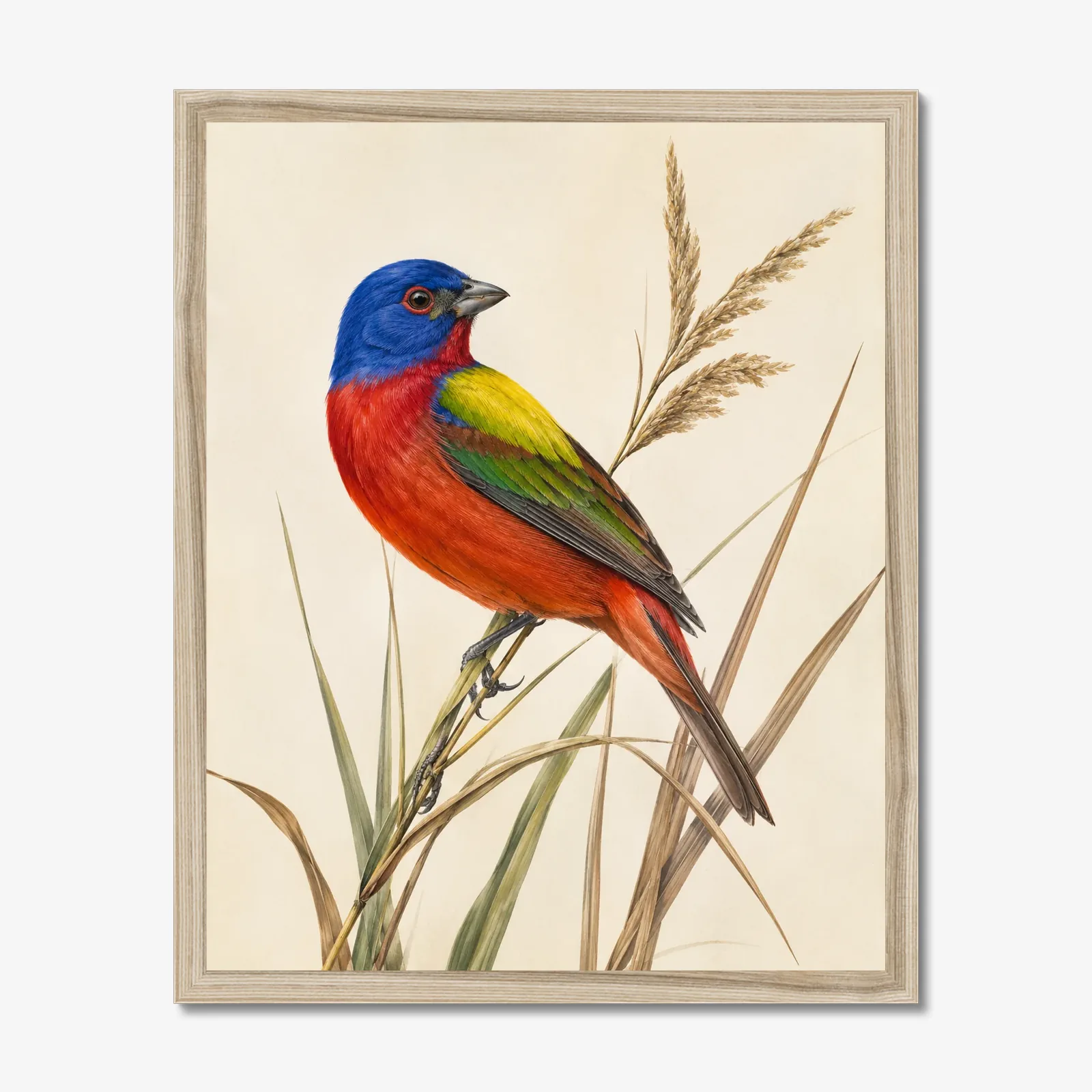 Painted Bunting Print - Colorful Audubon-Inspired Bird Wall Art shown as a fine-art print