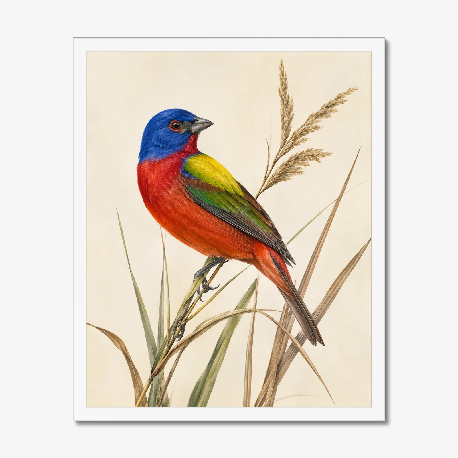 Painted Bunting Print - Colorful Audubon-Inspired Bird Wall Art in a white frame