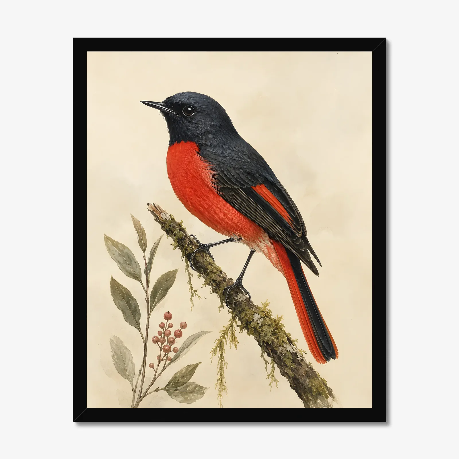 Painted Redstart Print in a black frame