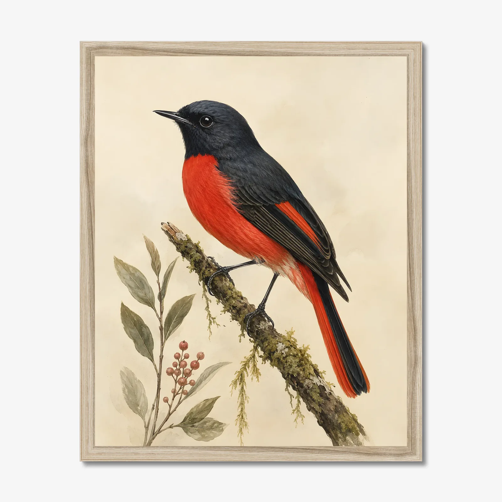 Painted Redstart Print in a natural frame