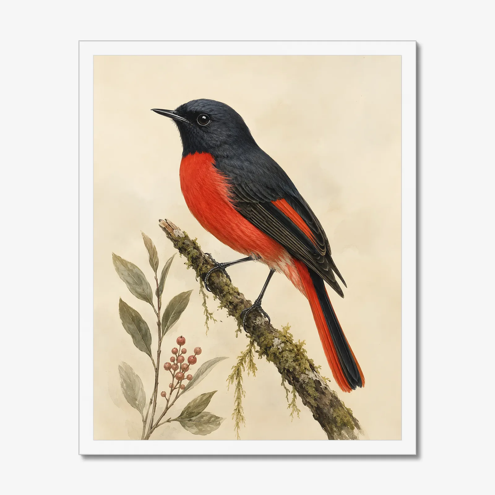 Painted Redstart Print in a white frame