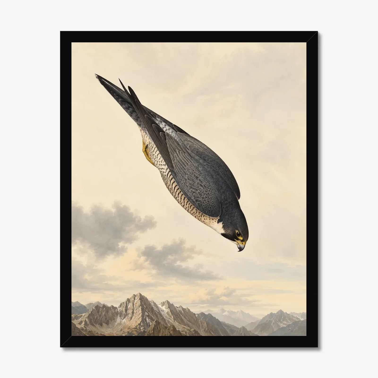 Peregrine Falcon Print in a black frame