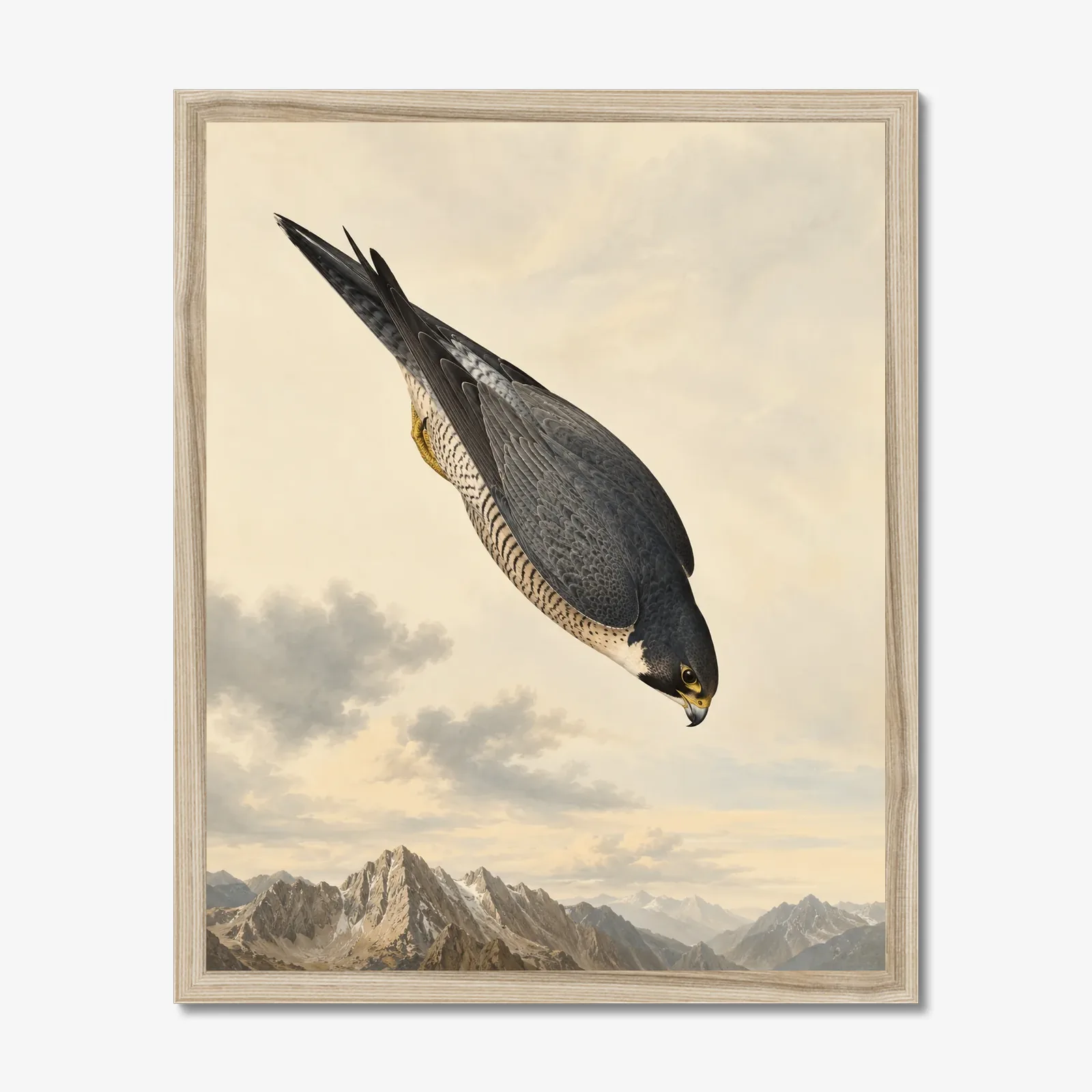 Peregrine Falcon Print shown as a fine-art print
