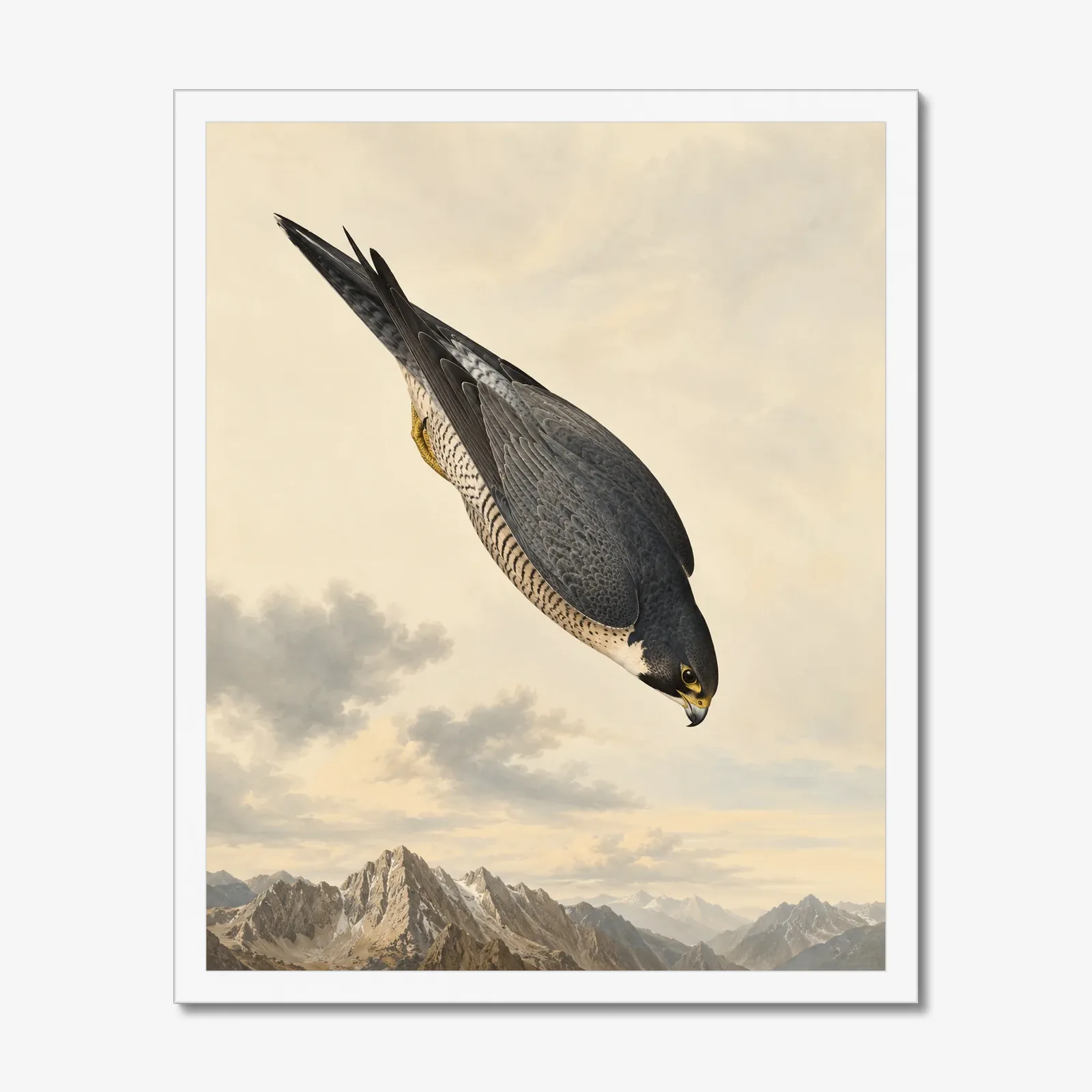 Peregrine Falcon Print in a white frame