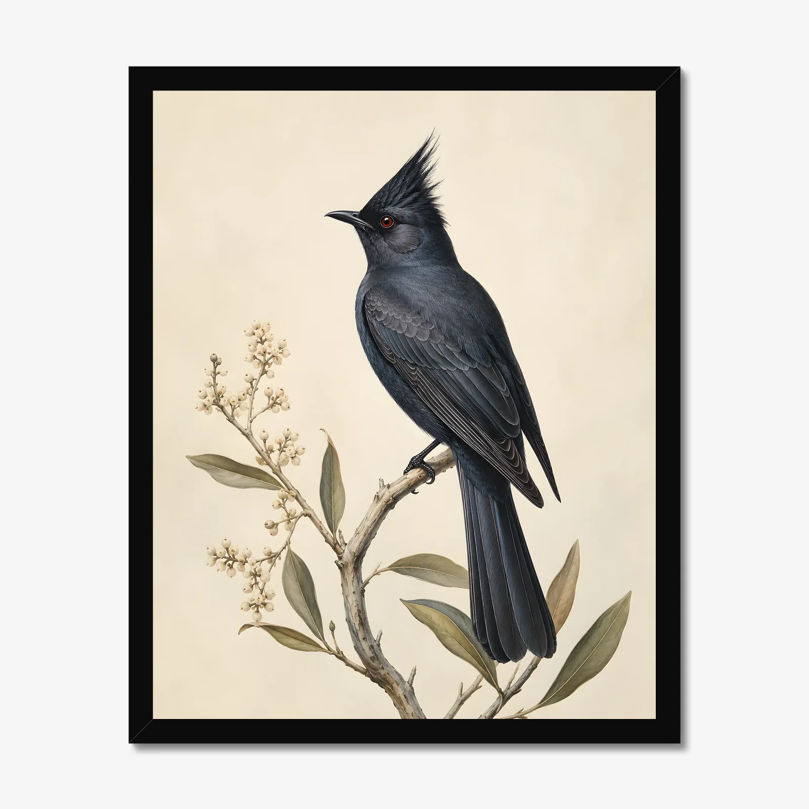 Phainopepla Print in a black frame